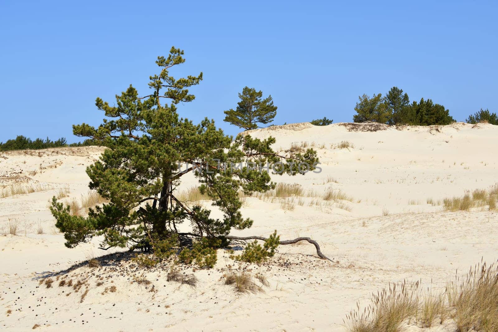 The Polish Sahara