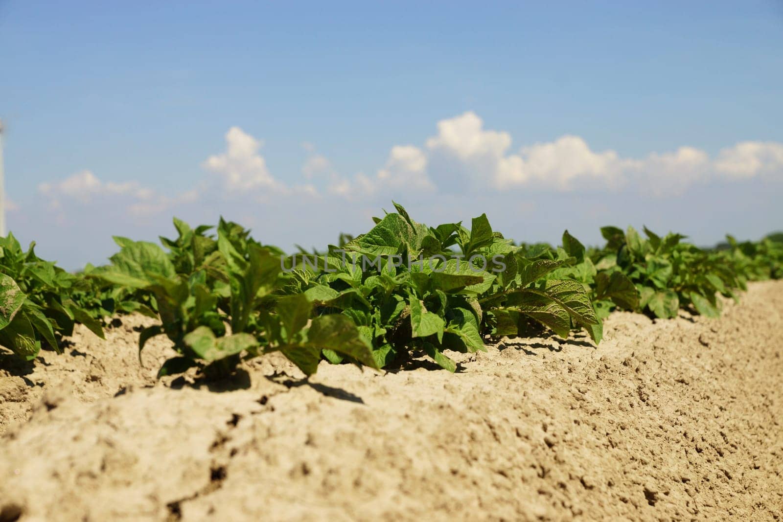 Potato plants in a field