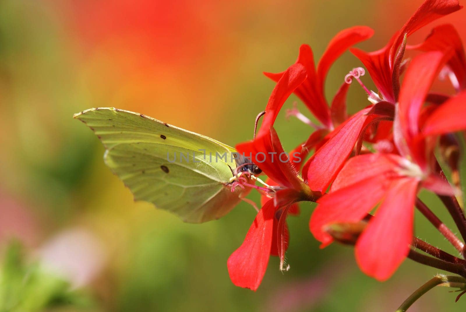 Lemon butterflies in a geranium bluete