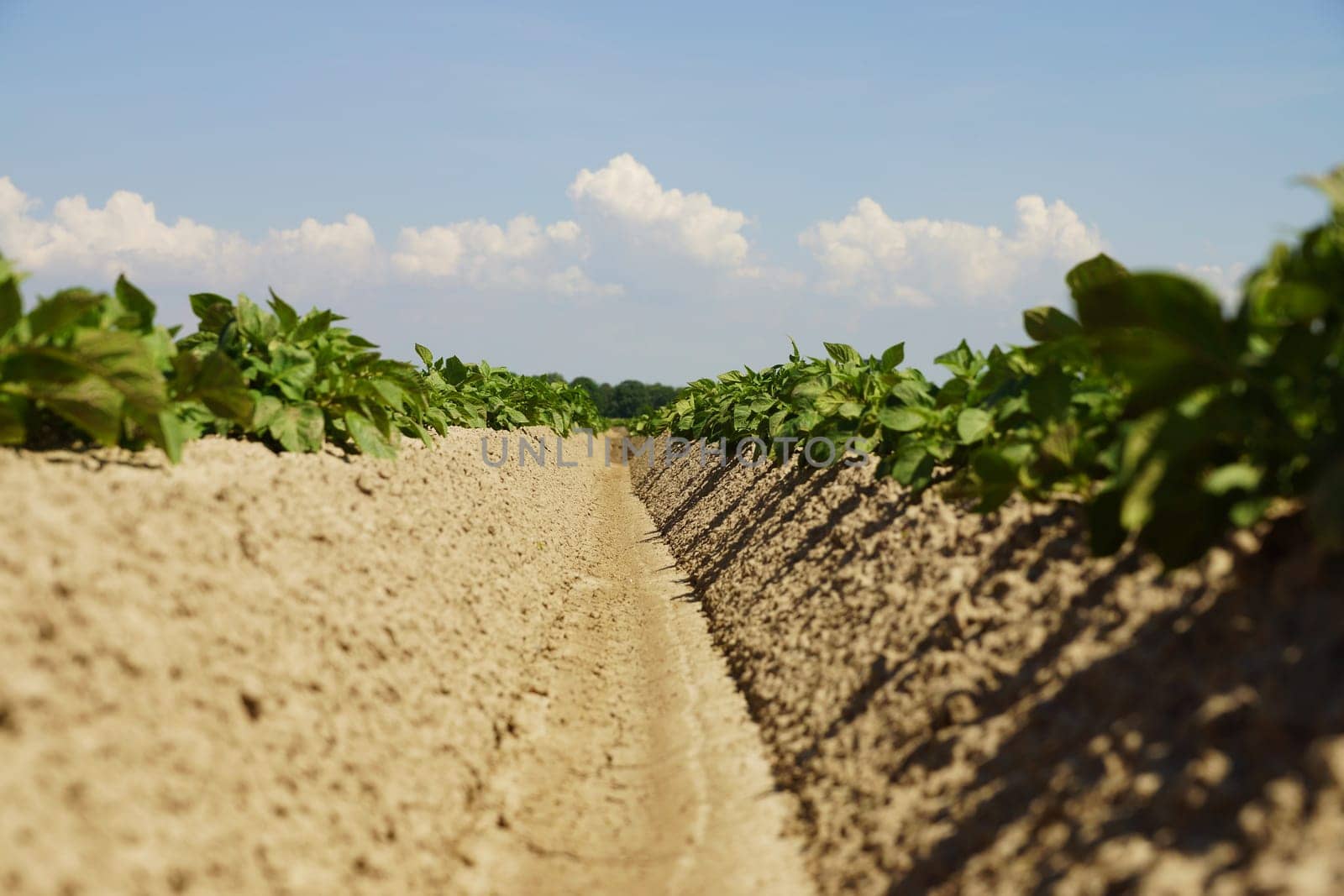 Potato plants in a field