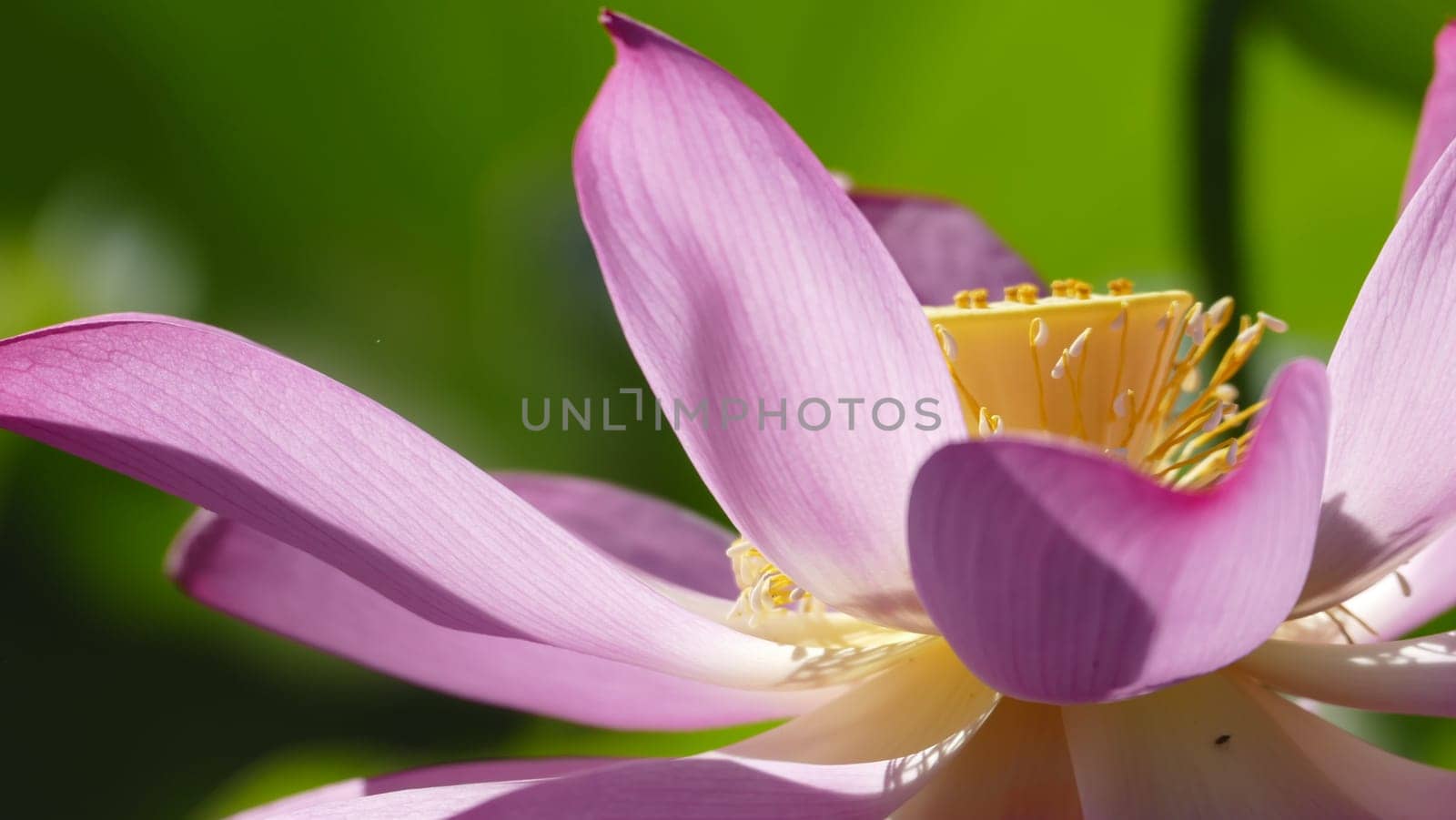 The pink lotus at the moring with nice background color