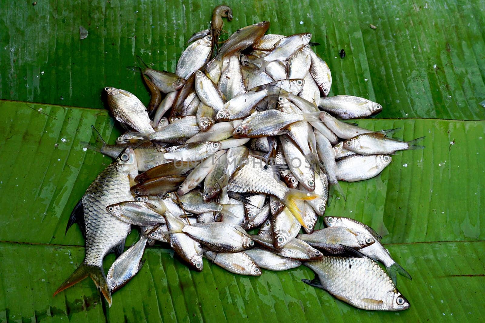 fresh small fish on banana leaf in Farmer market Luang Prabang, Laos