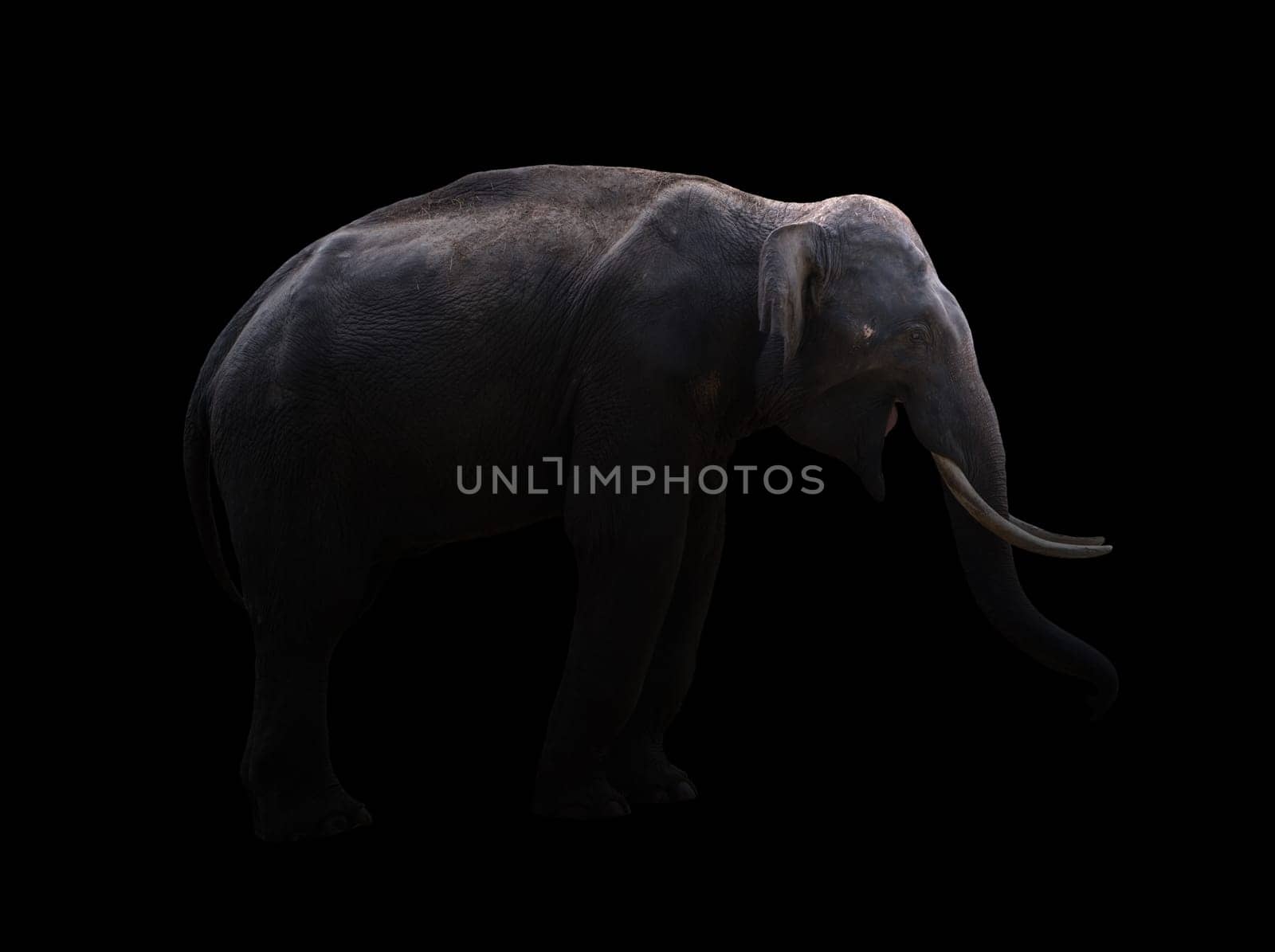 male elephant standing at night time with spotlight
