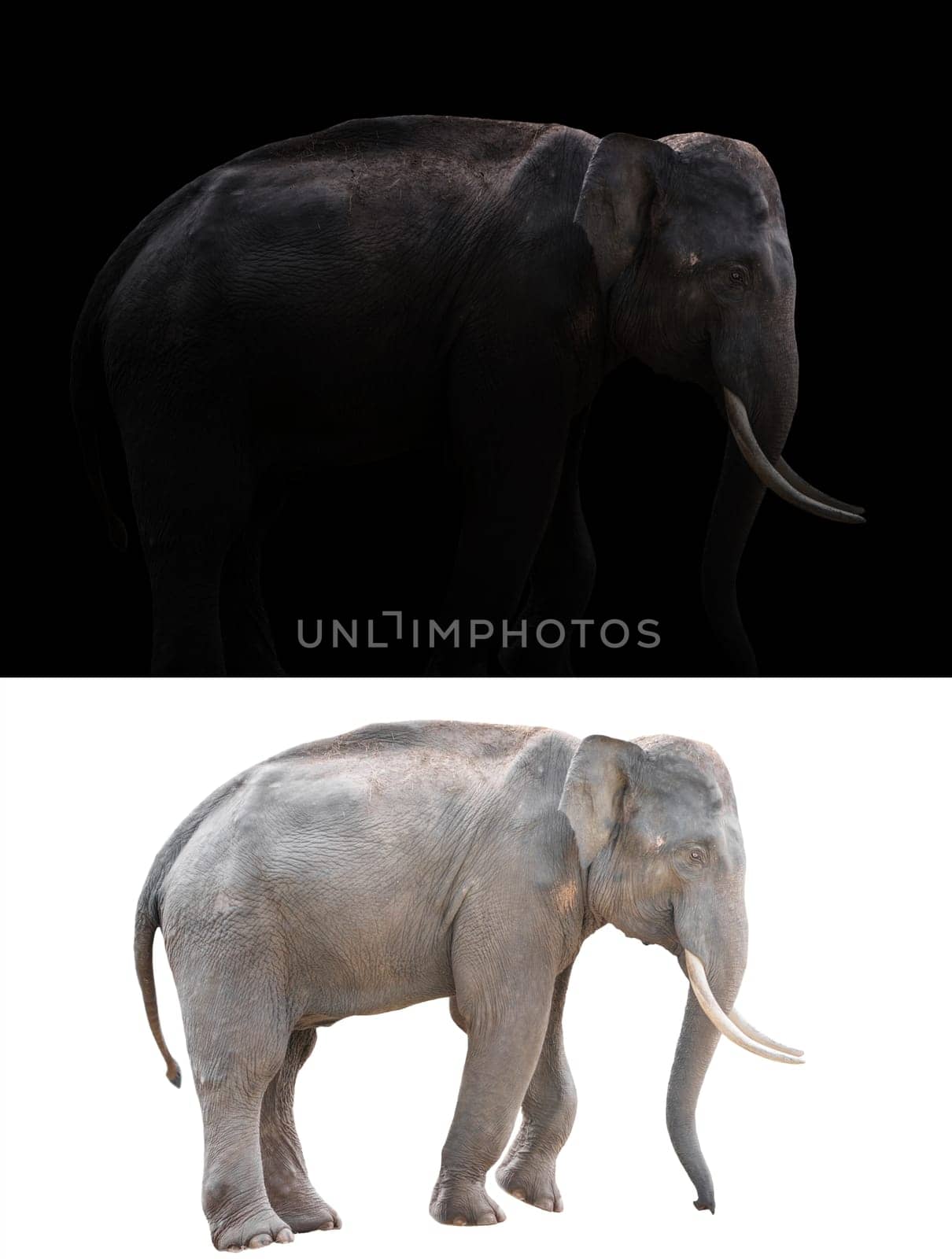 male elephant standing at night time with spotlight and male elephant isolated