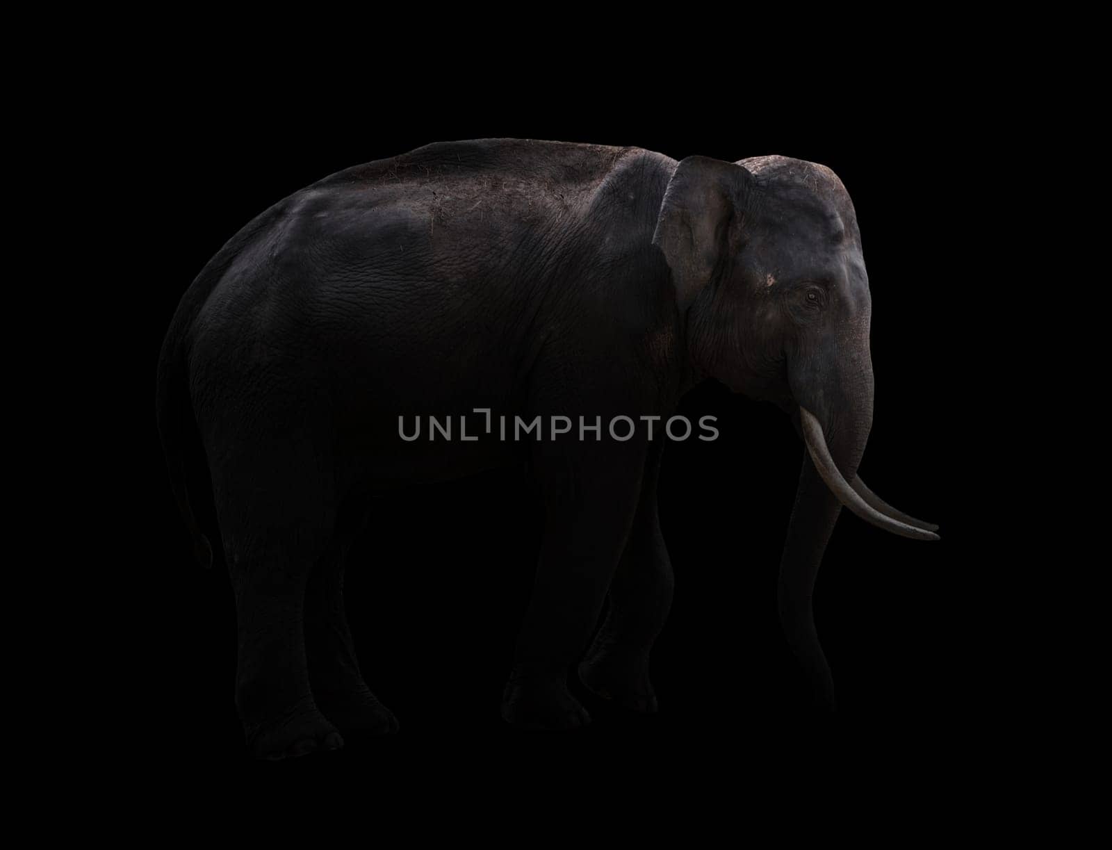 male elephant standing at night time with spotlight