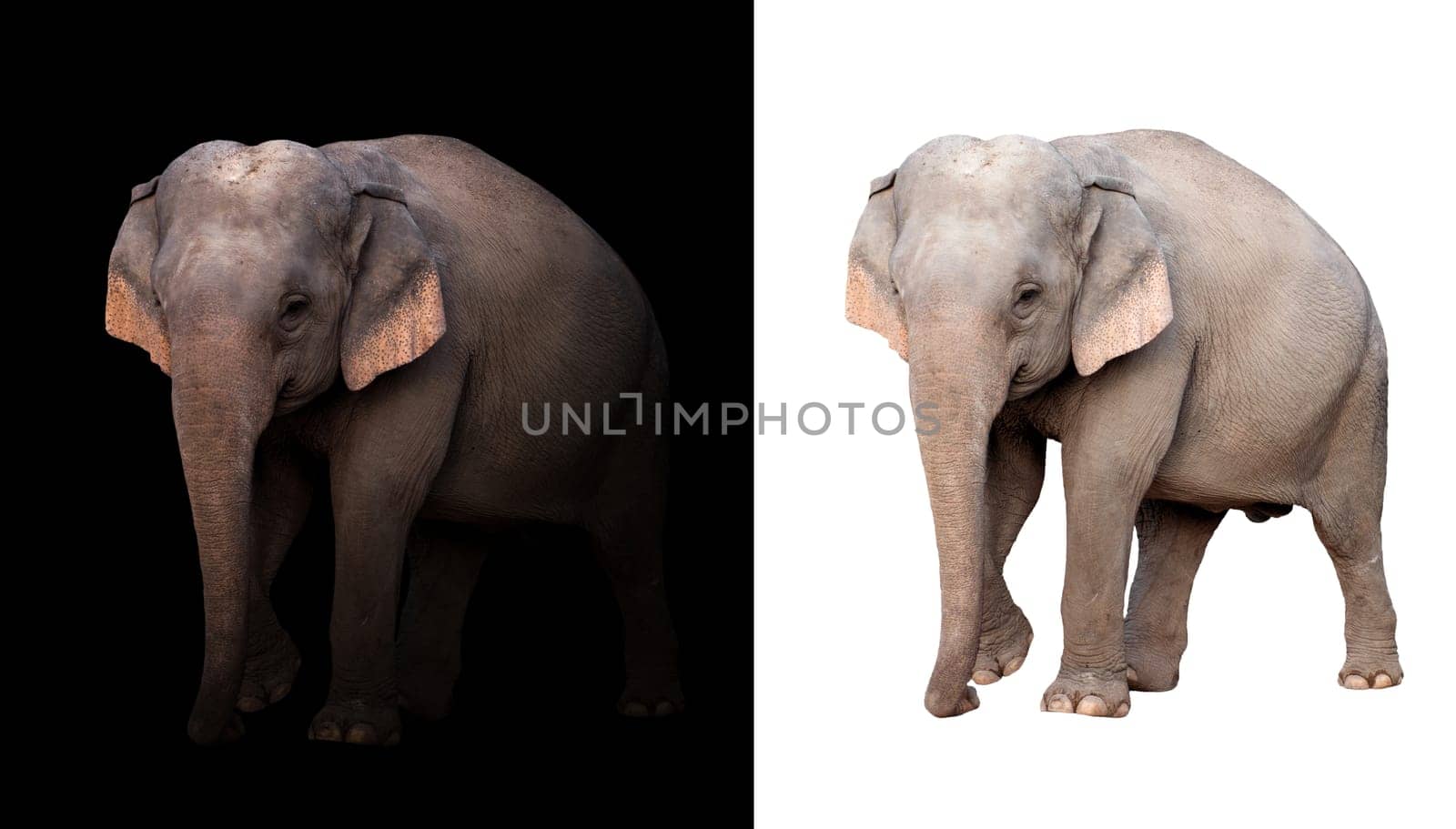 female elephant standing at night time with spotlight and female elephant isolated