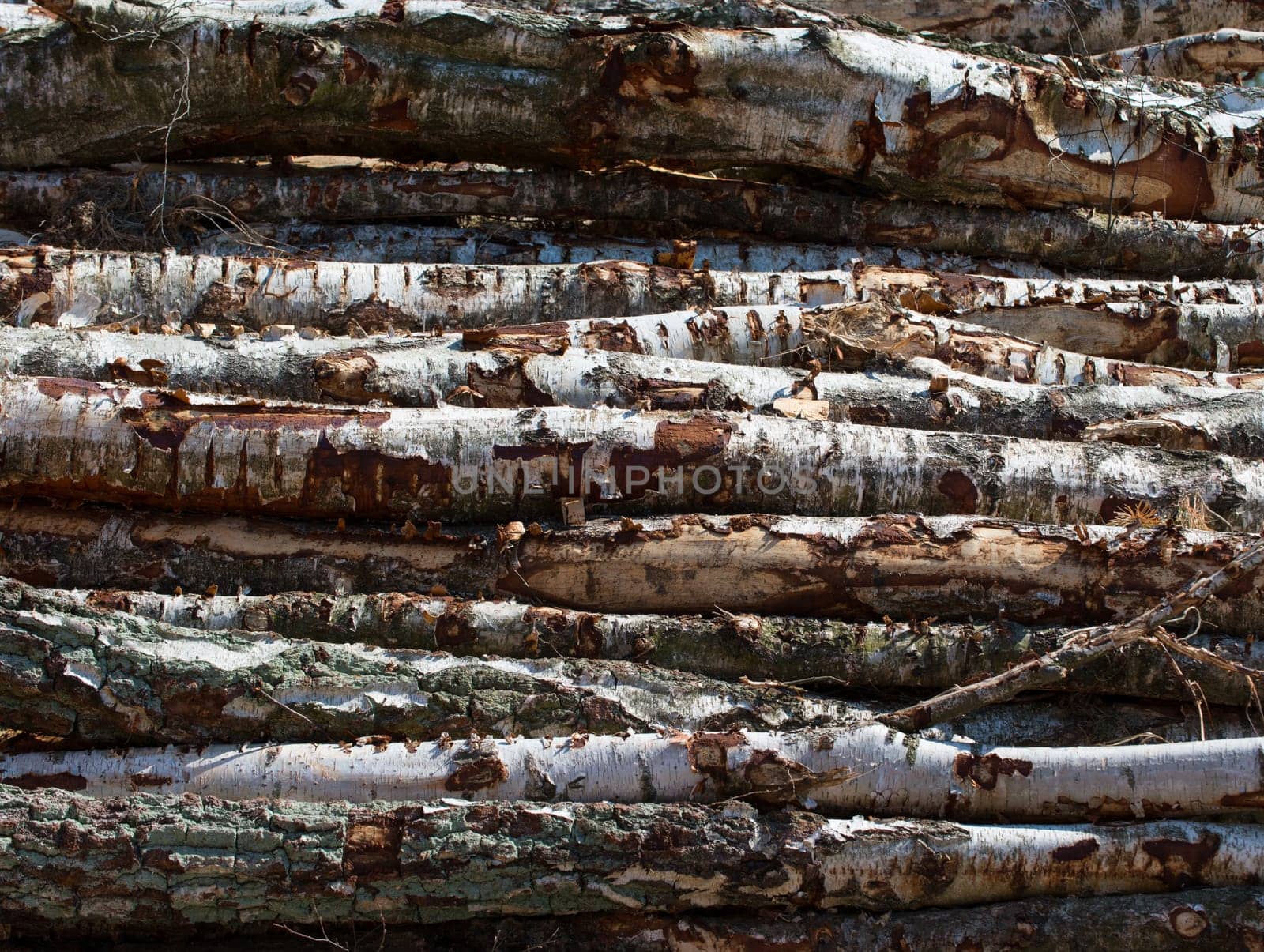 Birch trunks