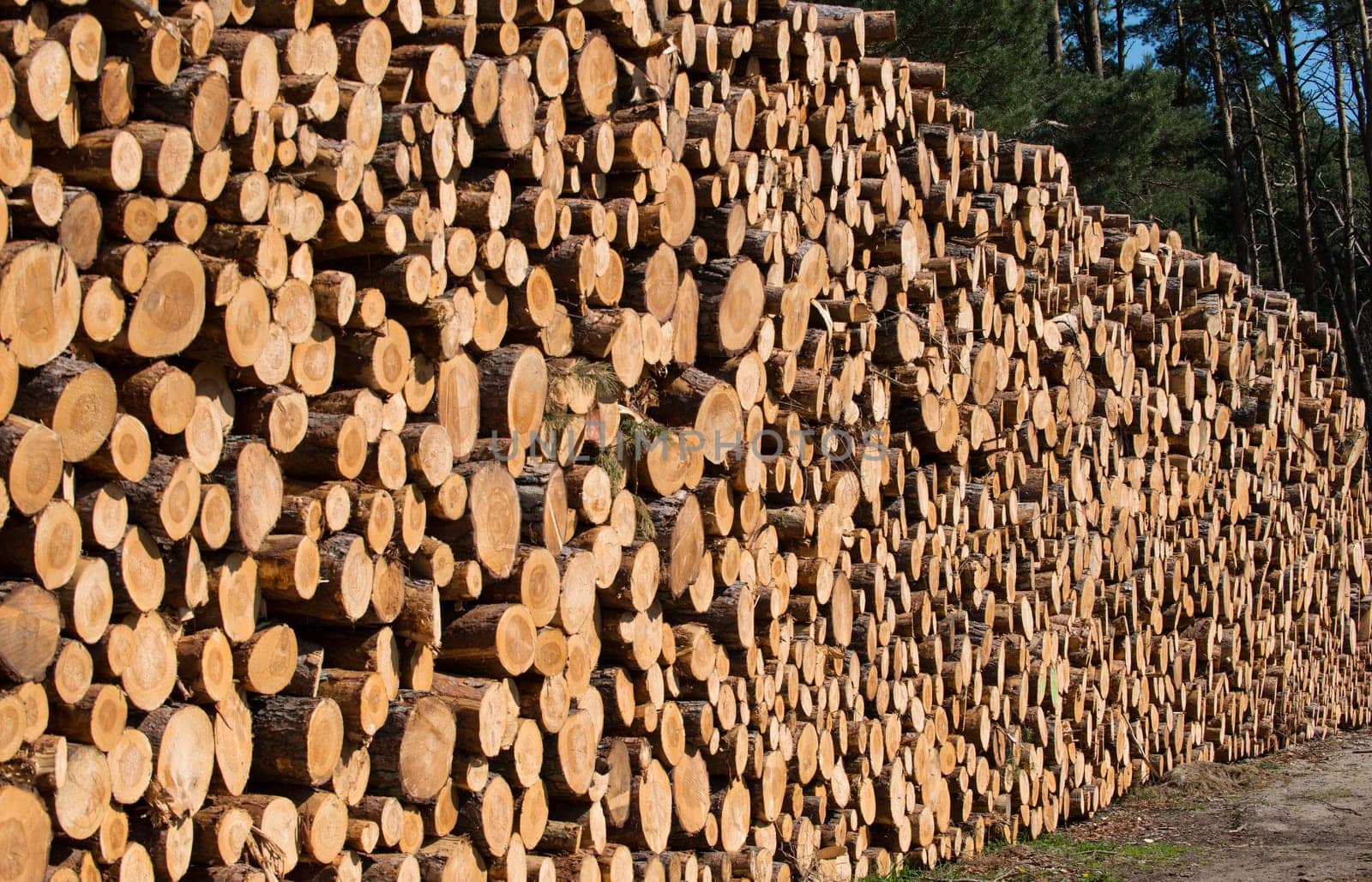 Firewood