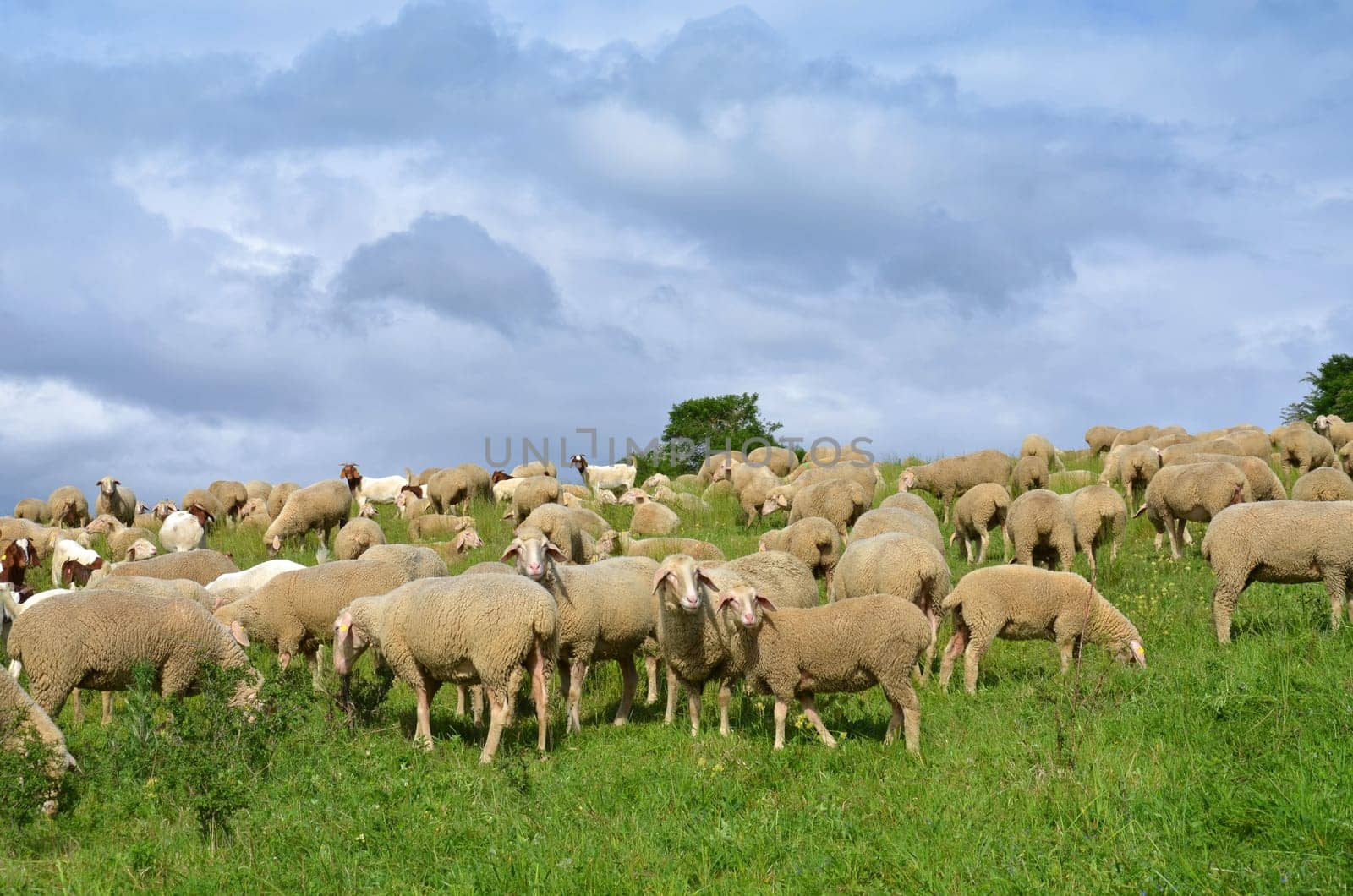 flock of sheep