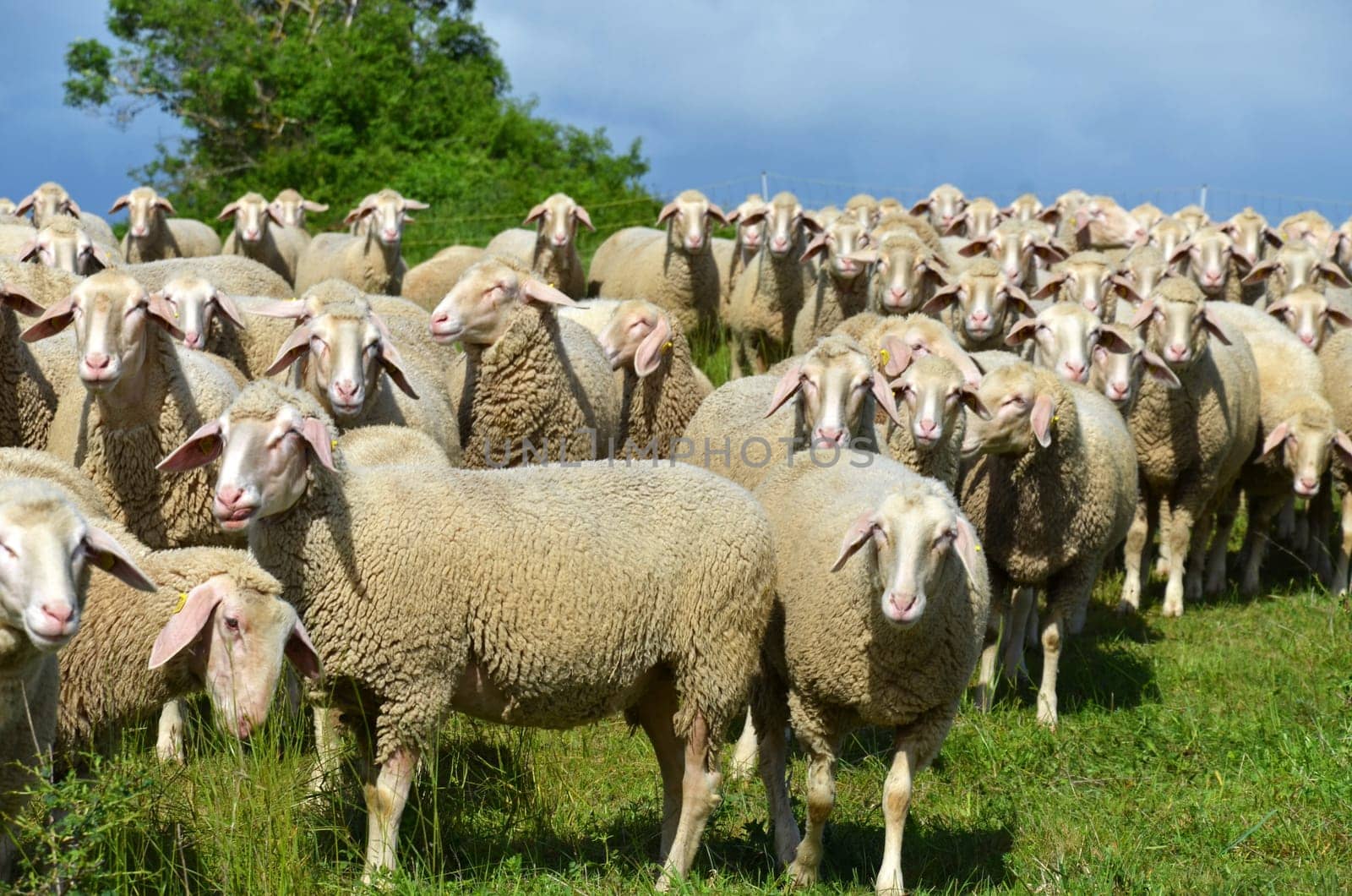 flock of sheep