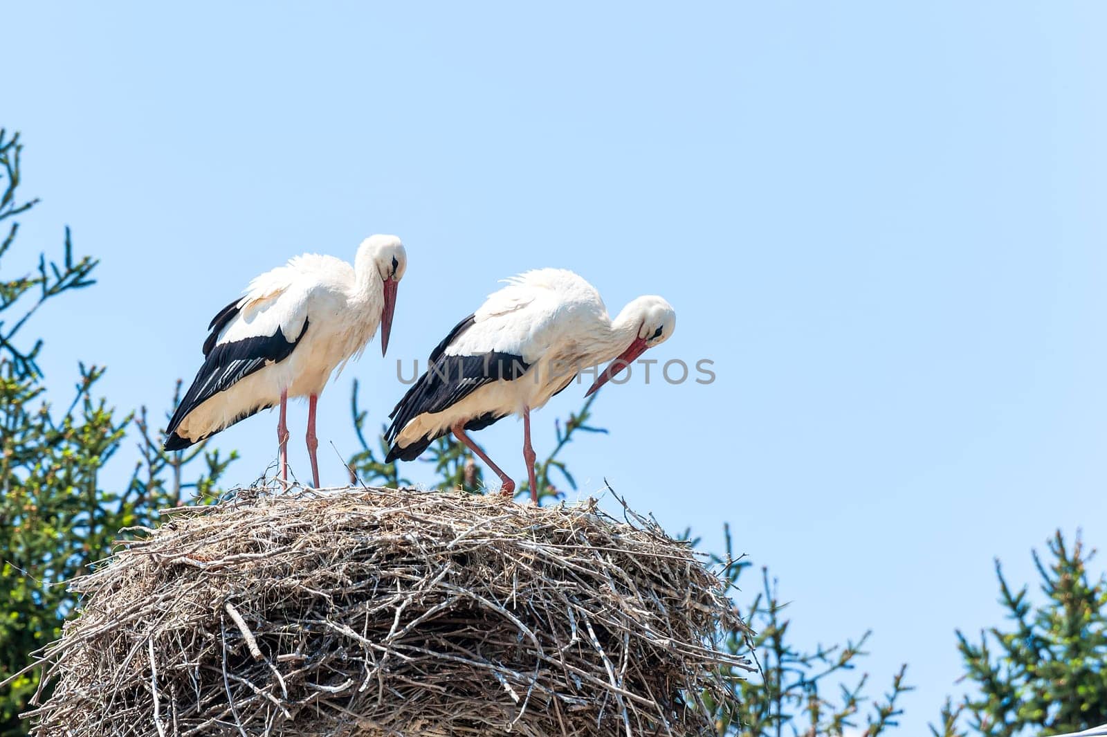 Couple of storks in the nest on blue sky