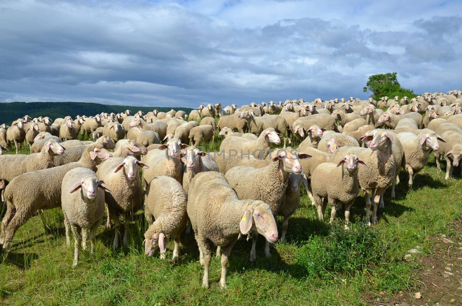 sheep