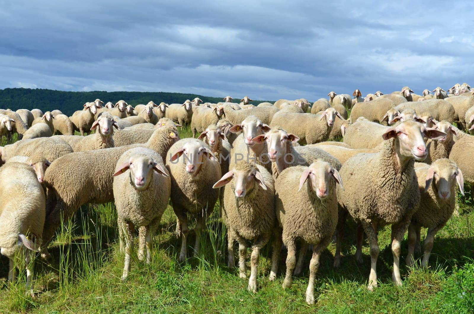 sheep