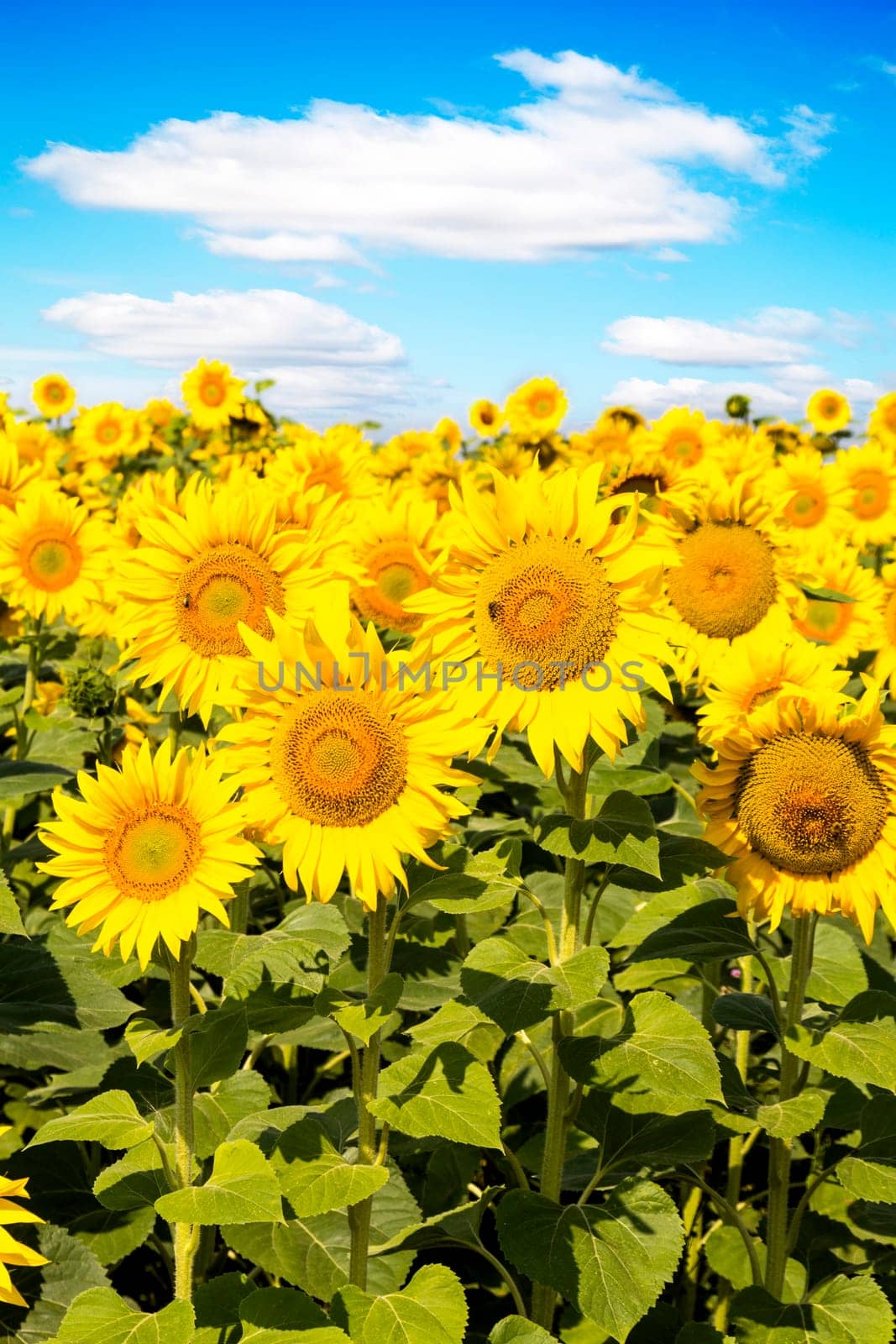 sunflower field over cloudy blue sky and bright sun lights
