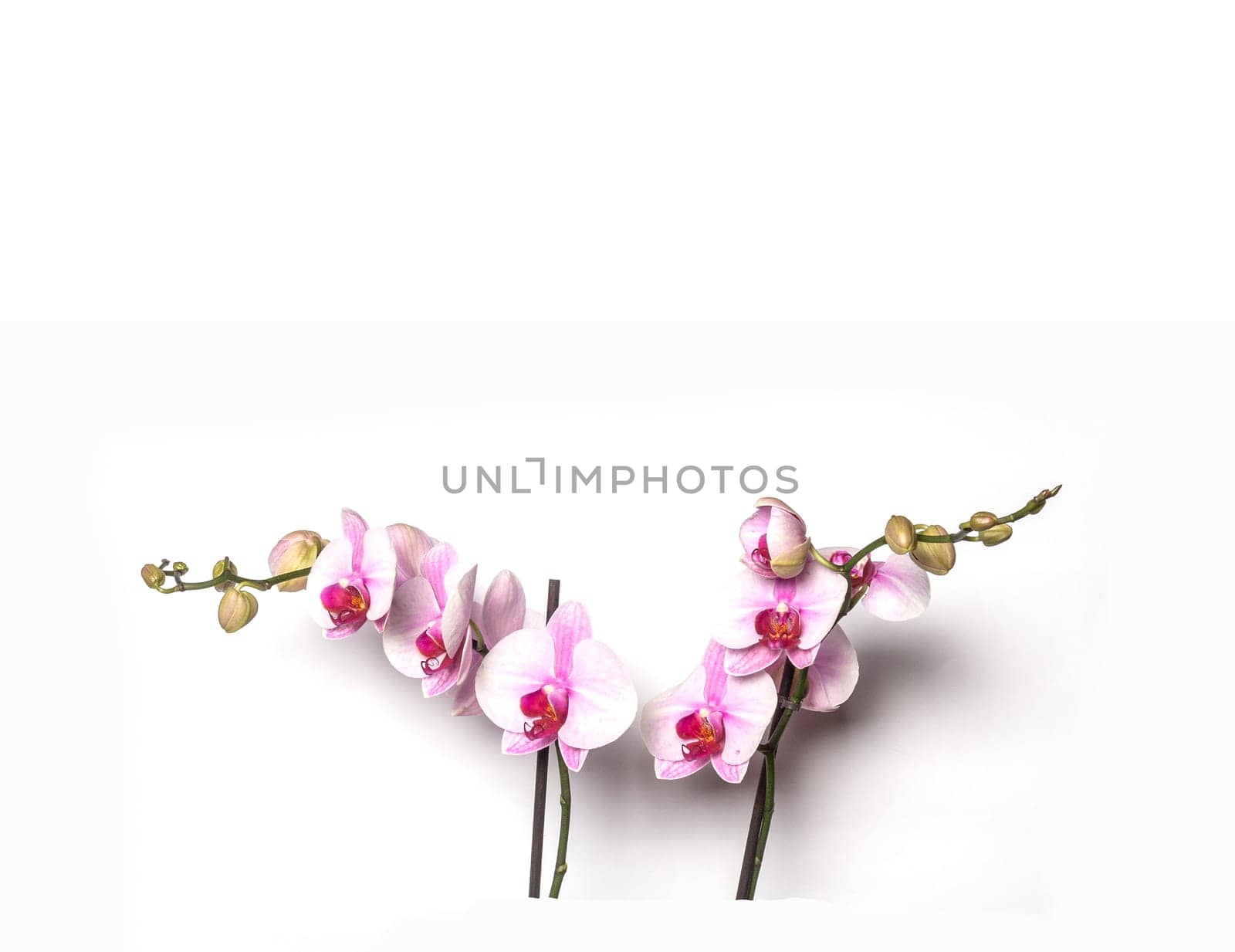 Blooming Twig Of Orchid Isolated On White Background.