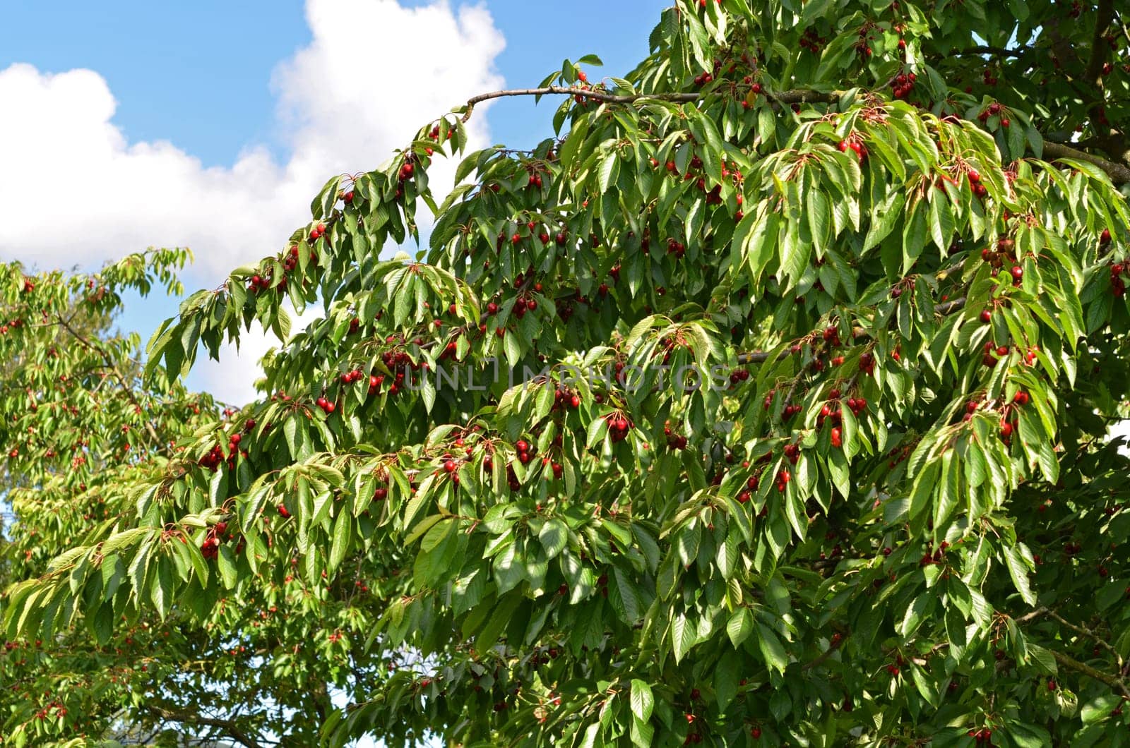 cherry tree