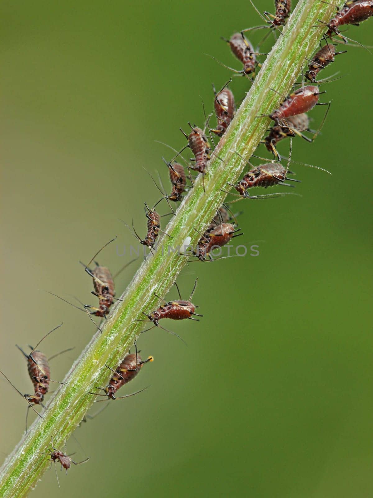 Sucking aphids on flower stems