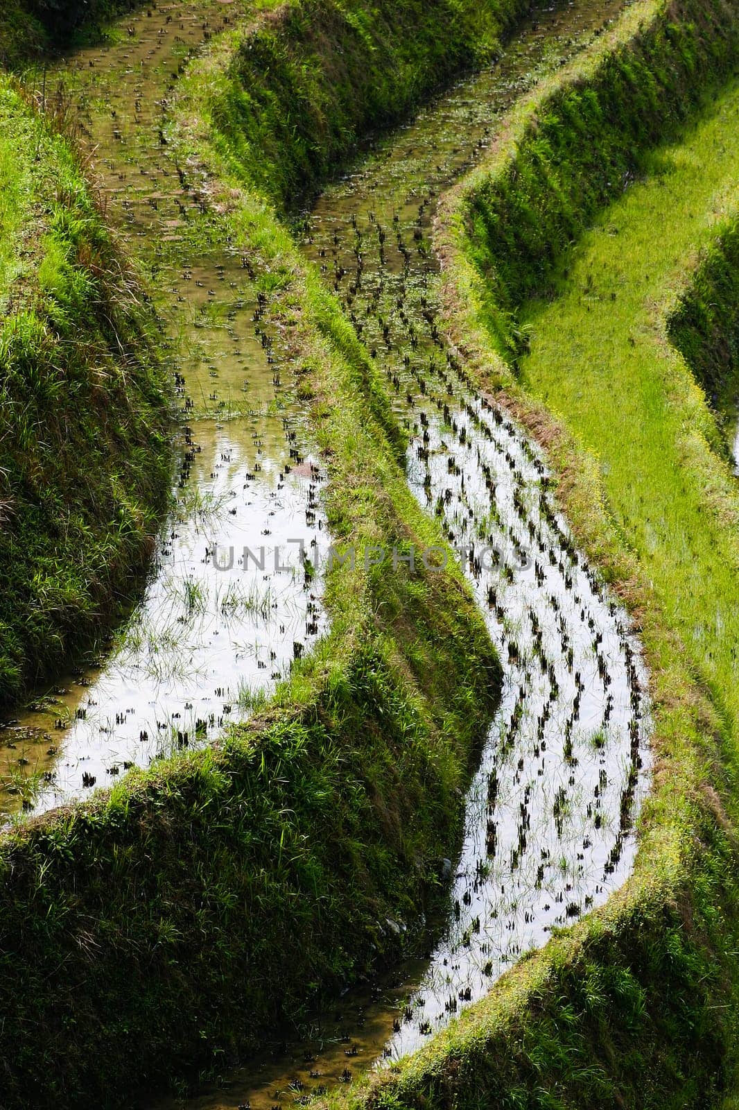 The Longji Rice Terraces located next to the village of Ping'an in China
