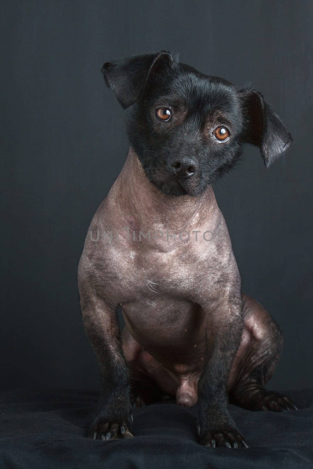 Portrait of mixed peruvian dog with tilted head and sad look on black background