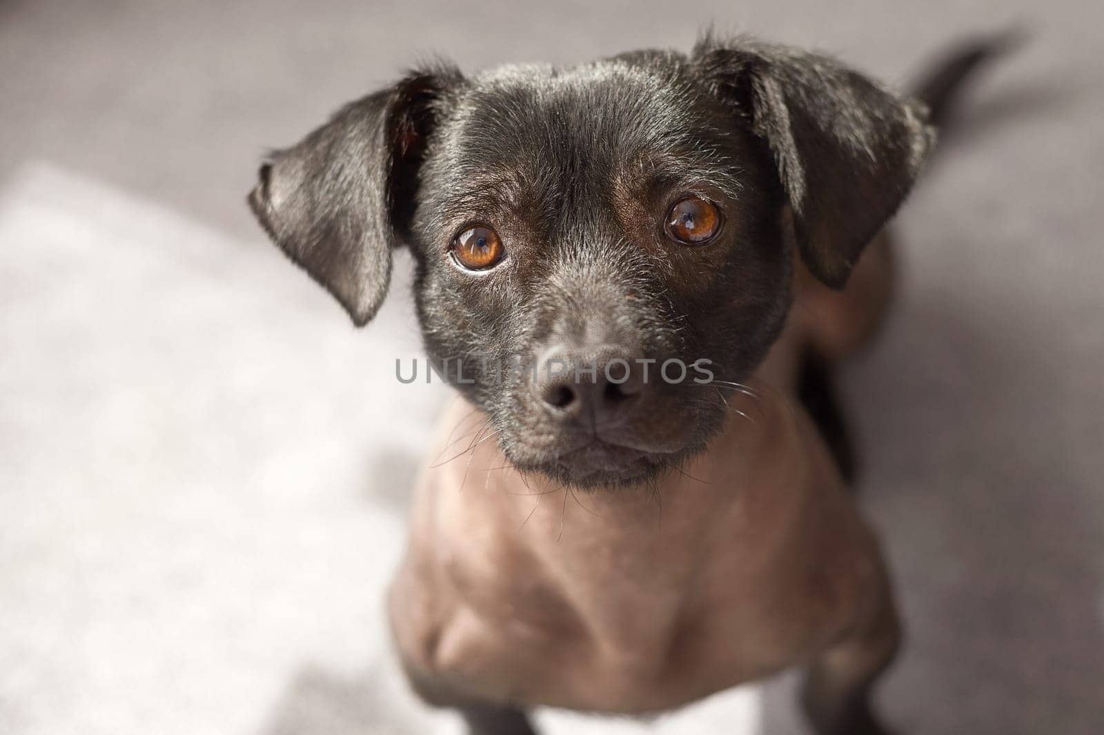 Puppy of mixed peruvian dog looking straight to the camera. Photograph taken from high view point