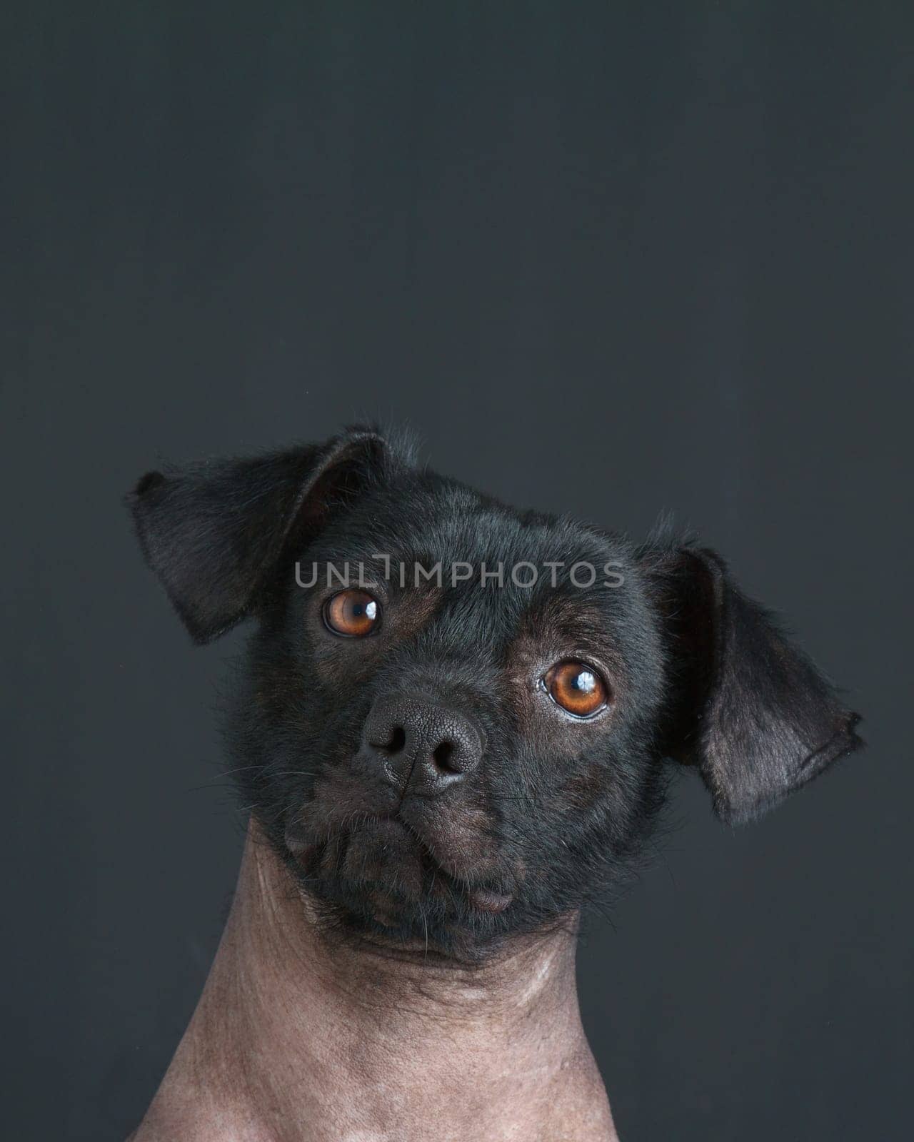Portrait of mixed peruvian puppy dog with text copy.