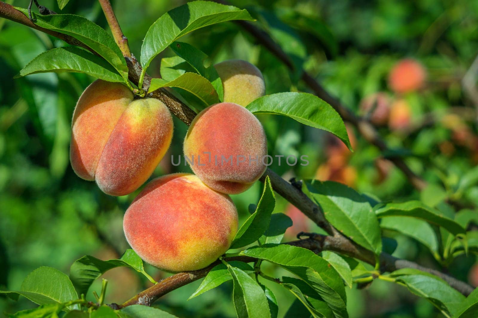 close up of the ripe fruit peach