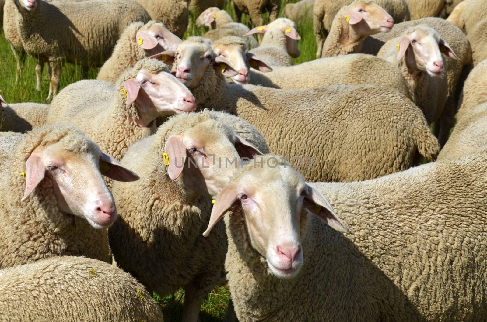 flock of sheep