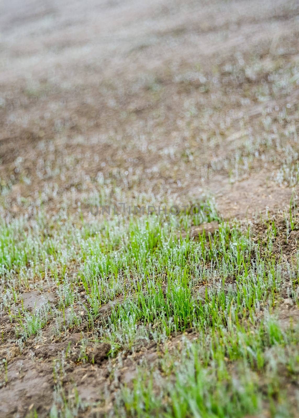 Fresh lawn grows