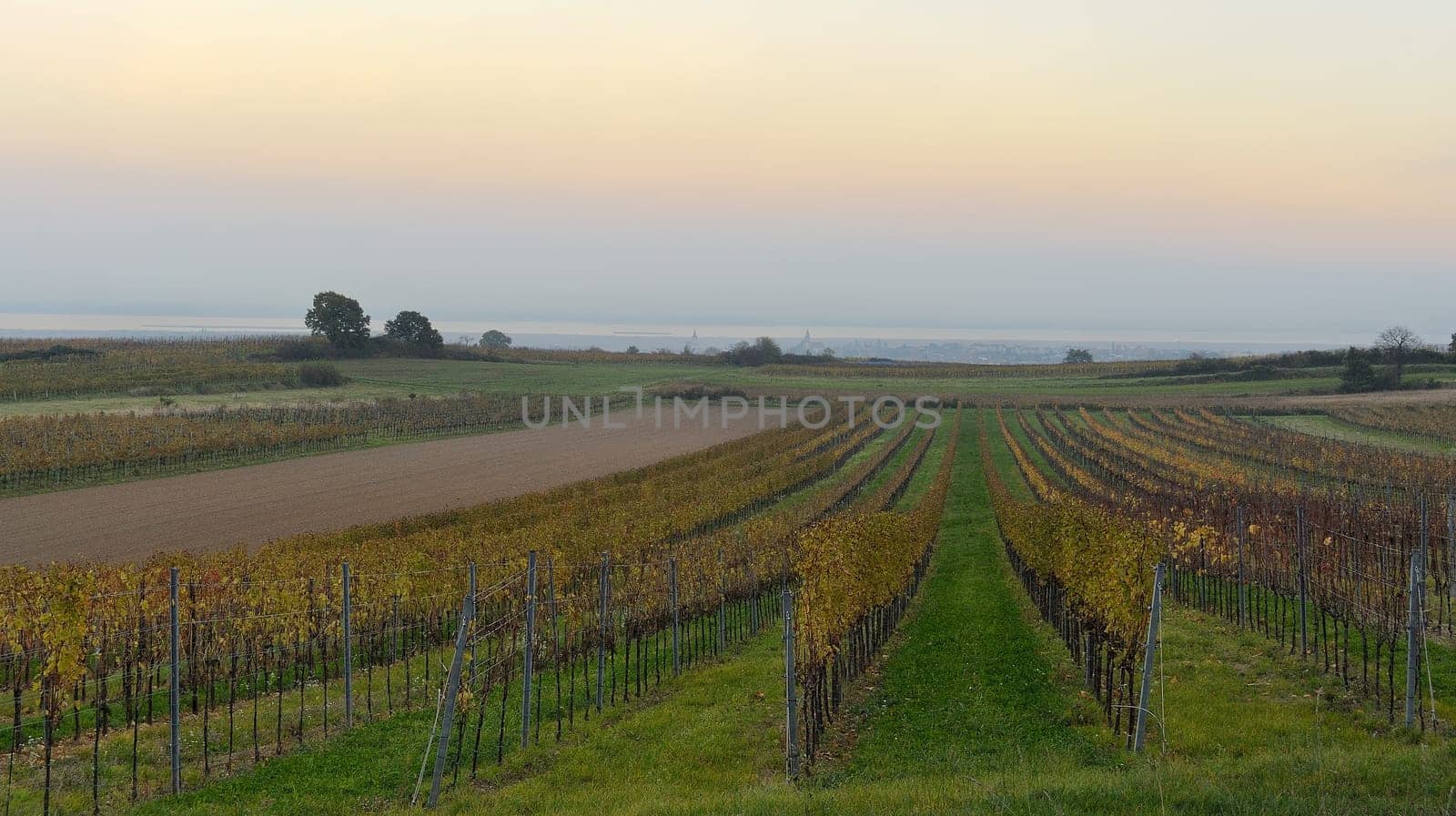 Vineyard in the evening near Oggau