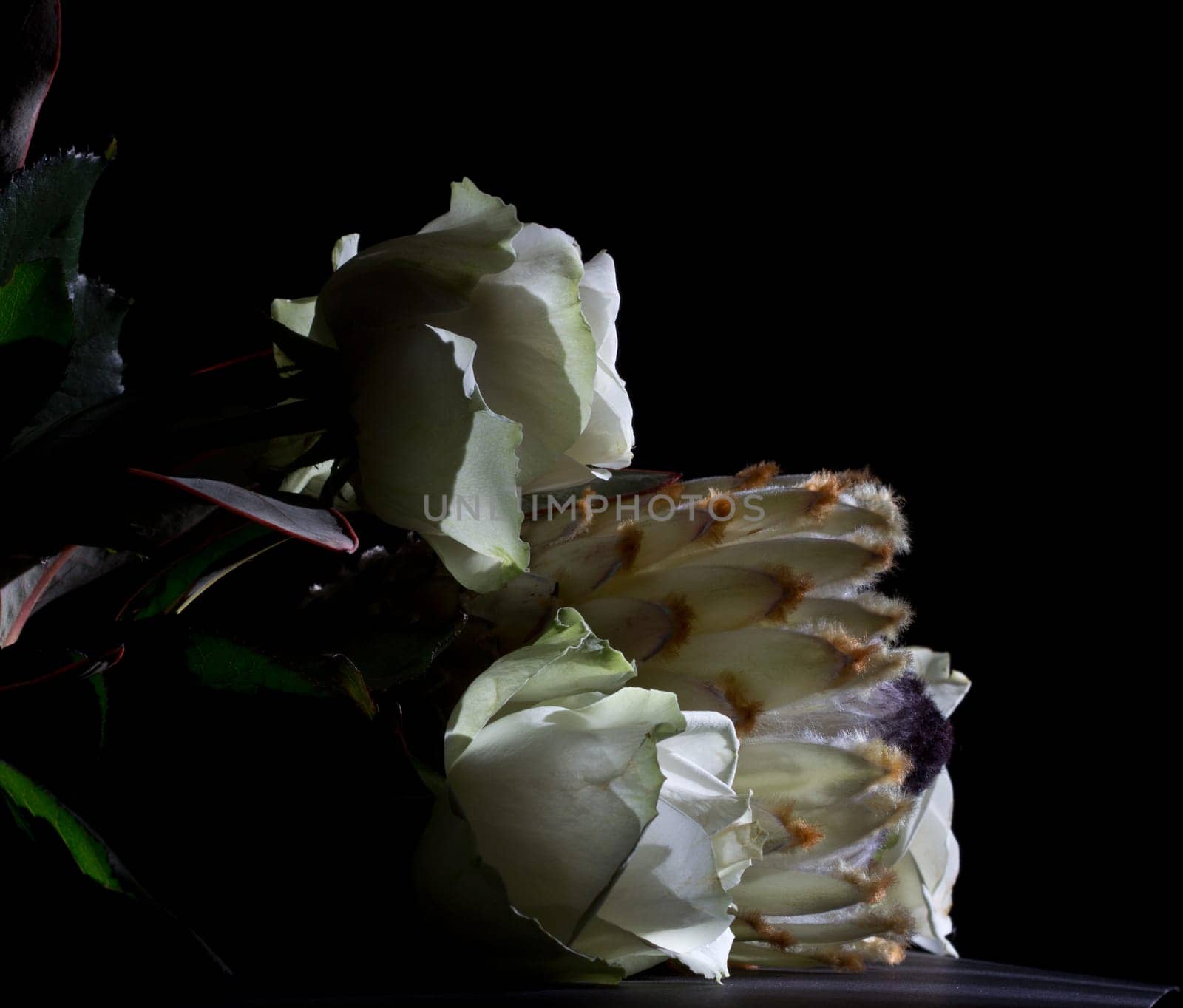 Protea and white roses in the late afternoon sun