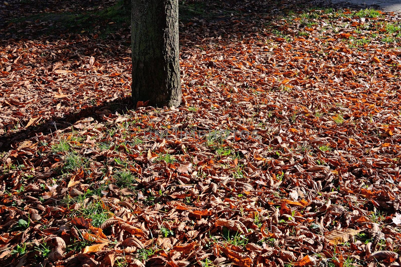 Park with leaves in Autumn
