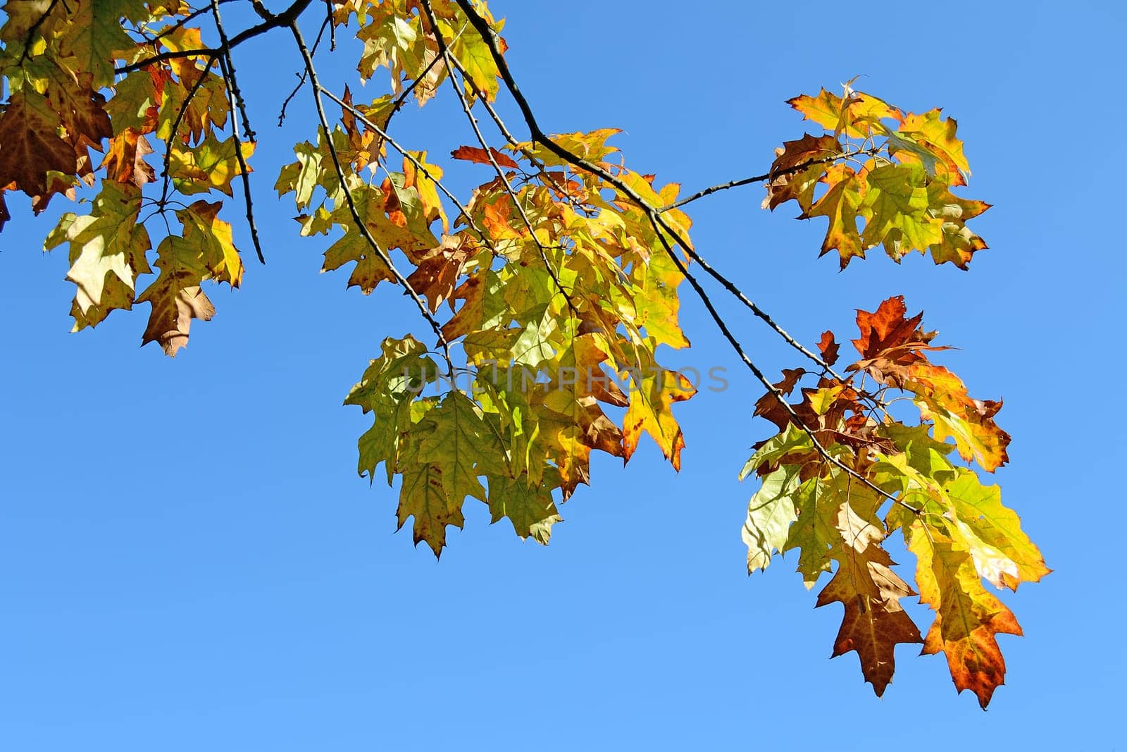 Oak Tree Leaves in Autumn