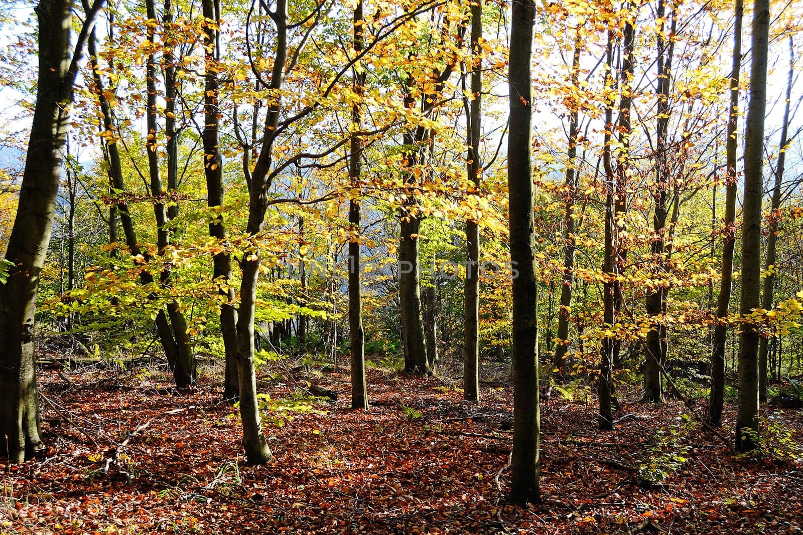 Autumn forest with sun rays