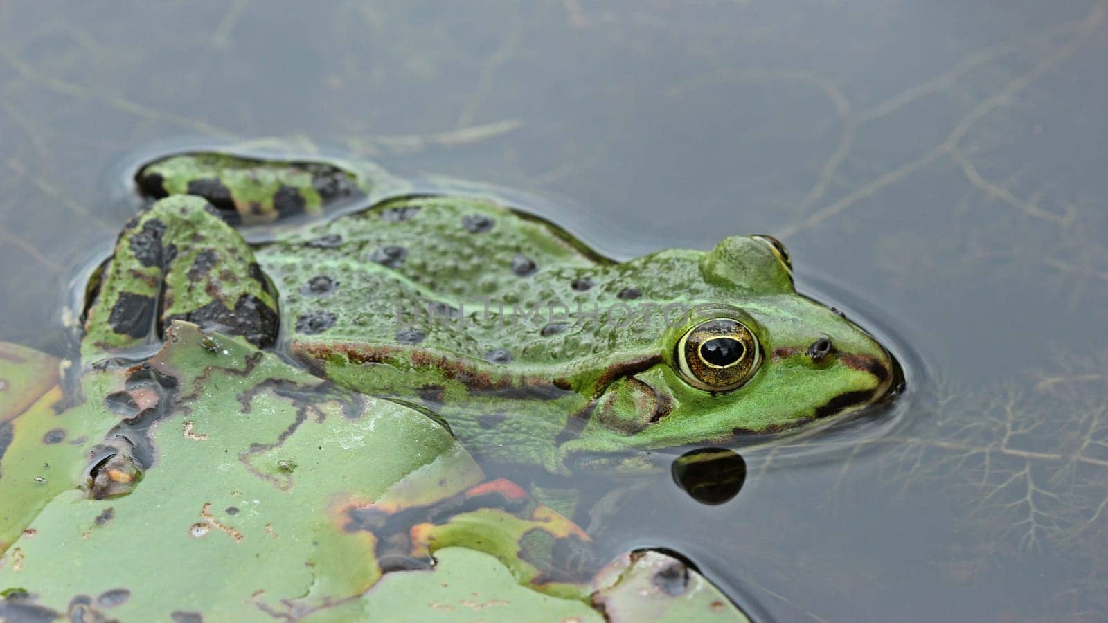 Pond frog (Pelophylax esculentus) on water lily leaf