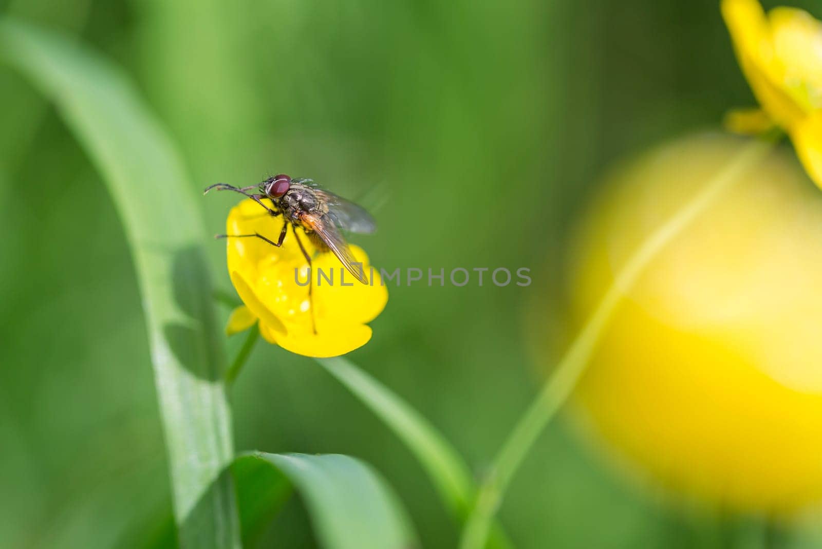 Fly on Buttercup Flower Close up.