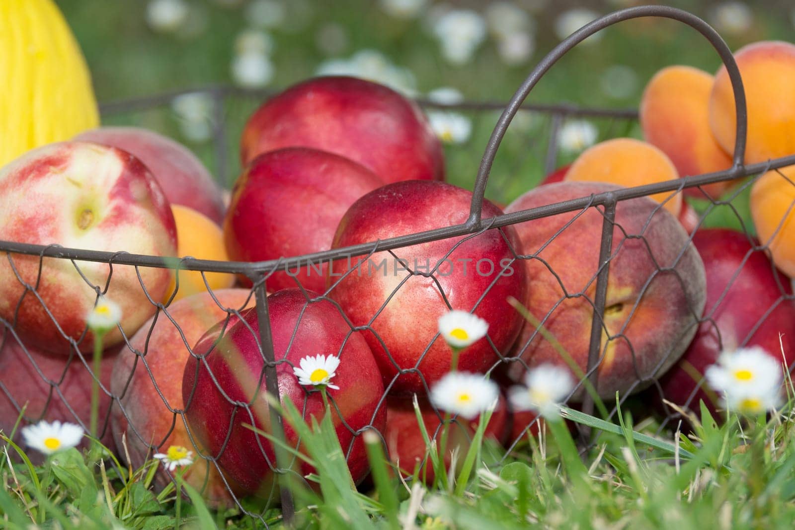 peaches and apricots in the grass with flowers