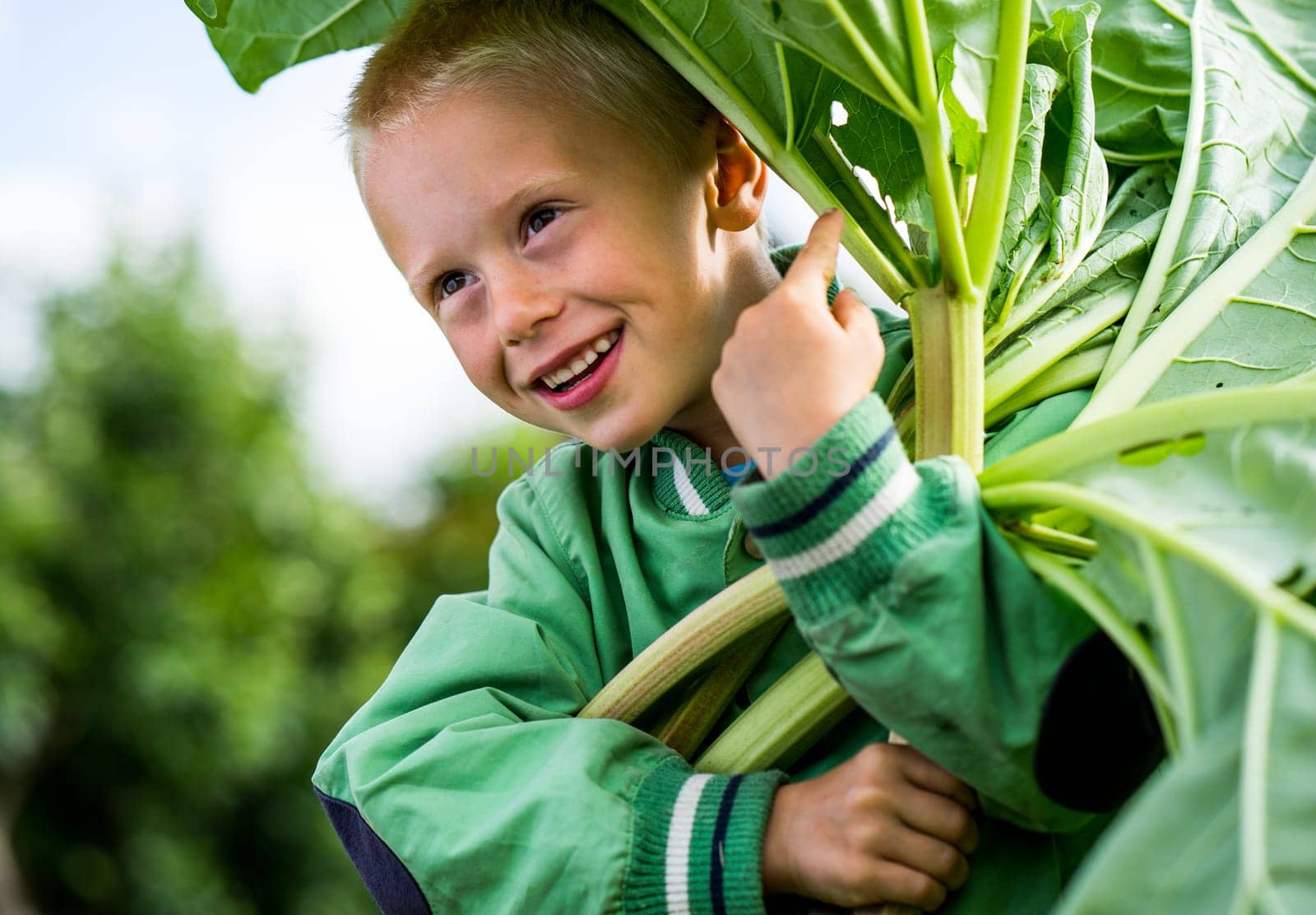 A little preschool boy who has harvest a great bunch of rhubarb in the garden on a sunny spring day. He wears a green jacket