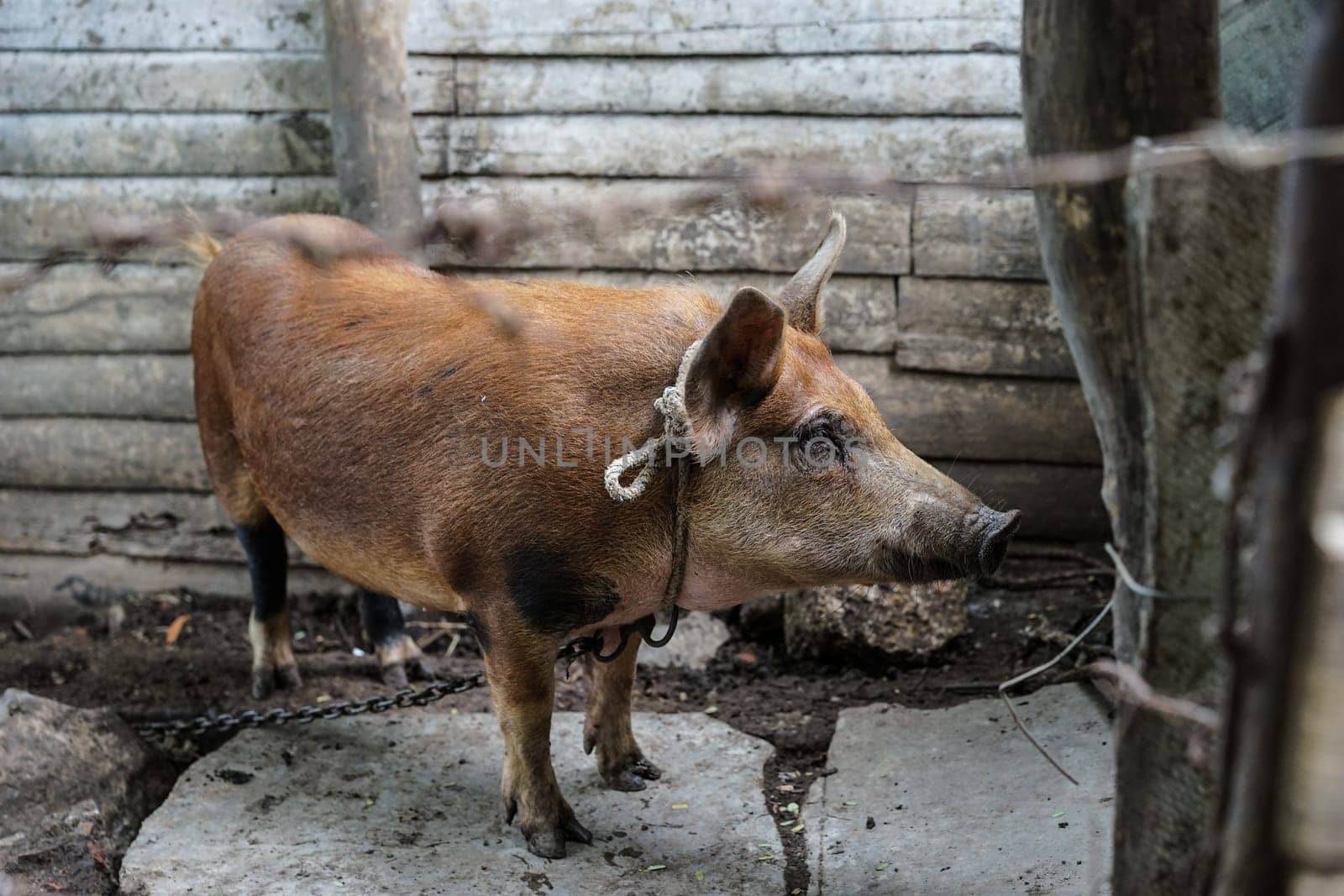 bound brown pig behind barbed wire fences