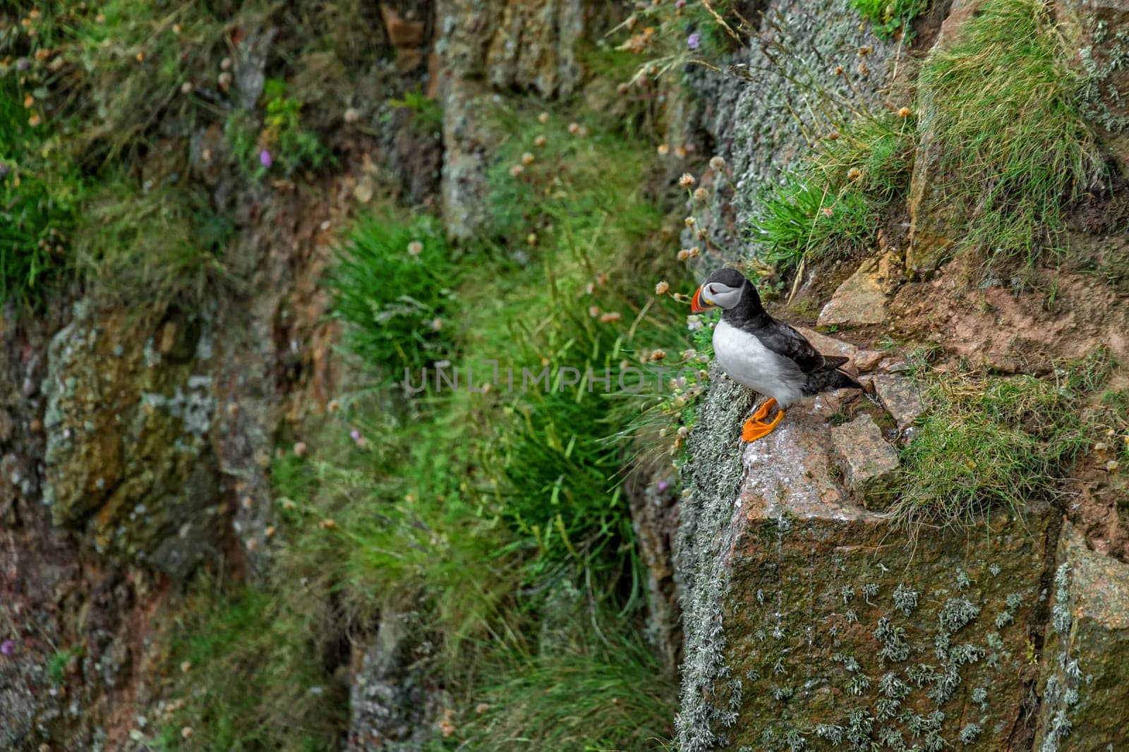 puffin
