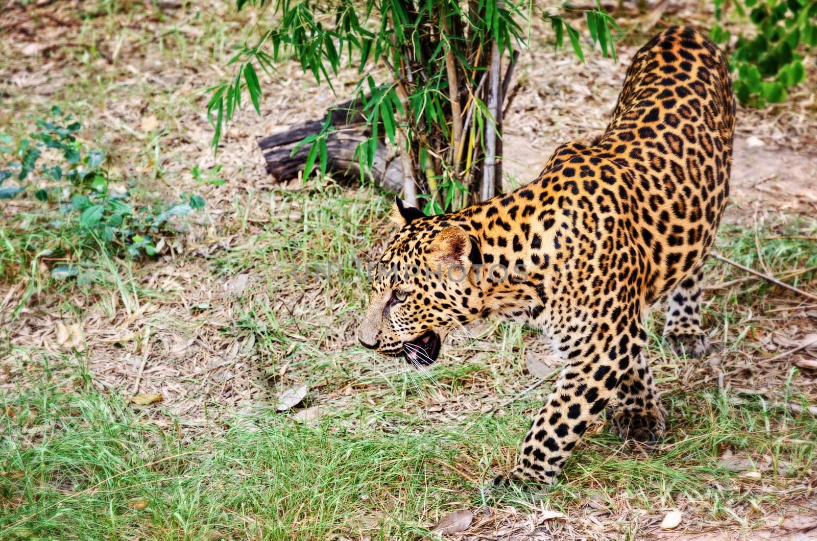 Leopard, Panther or Panthera pardus walking in the wild on the ground look for prey to feed