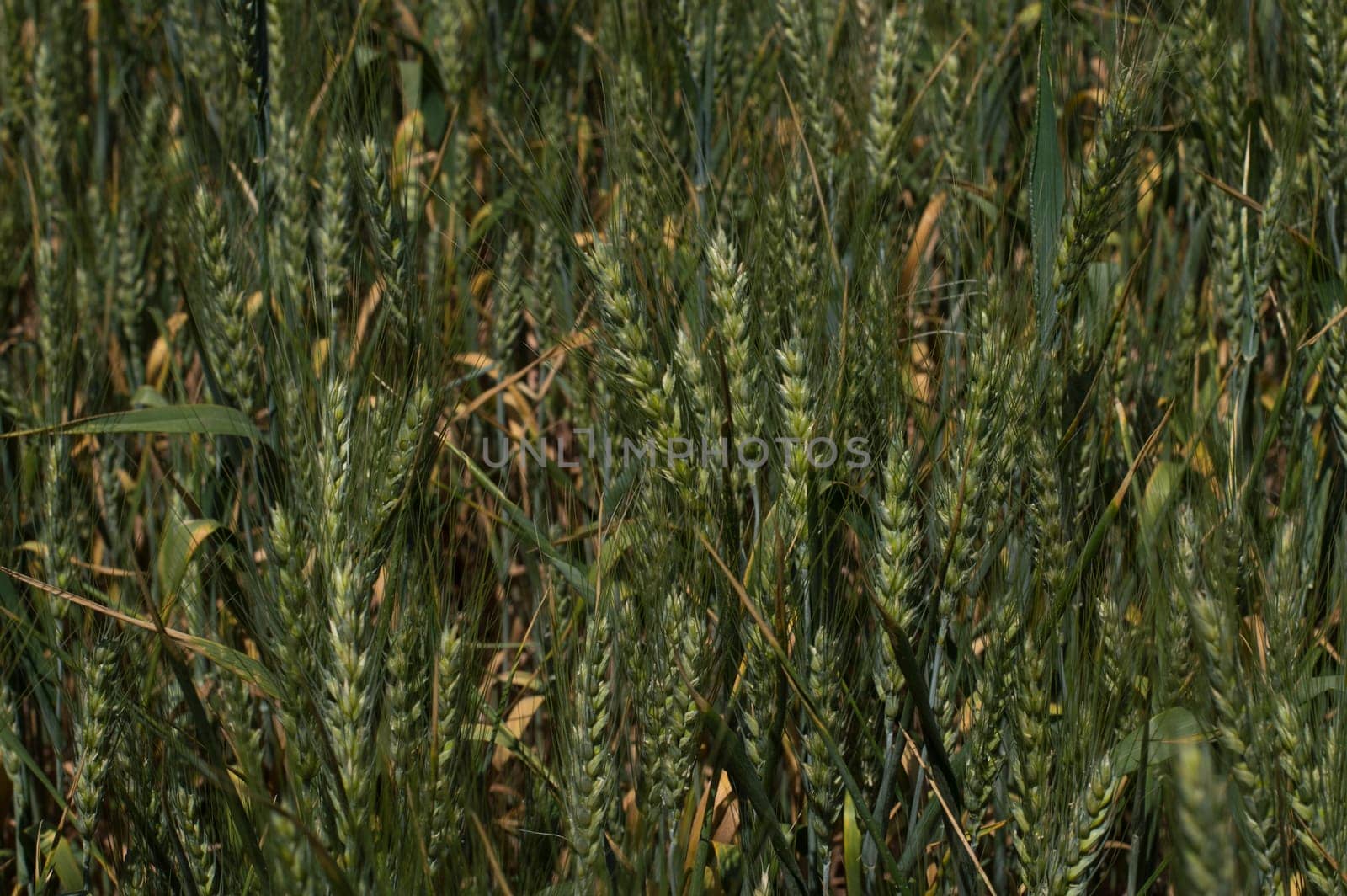 green cereal field
