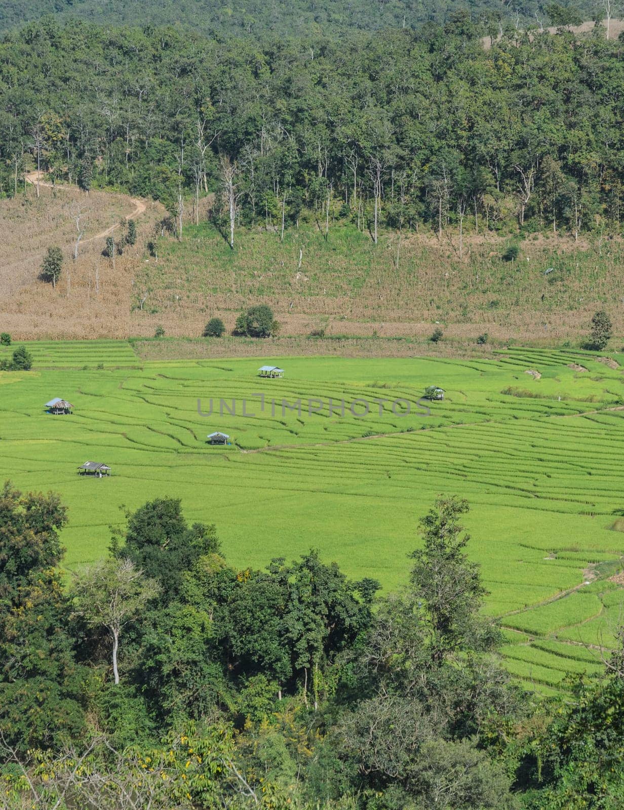 Beautiful aerial view of traditional rice terrace fields in Chiang Mai, Thailand