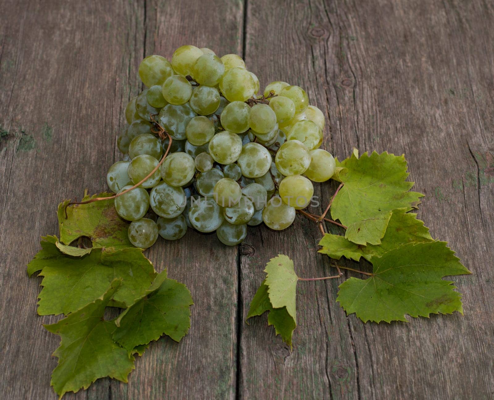 grapes cluster with leaves on a wooden table, a still life on a subject fruit of fall