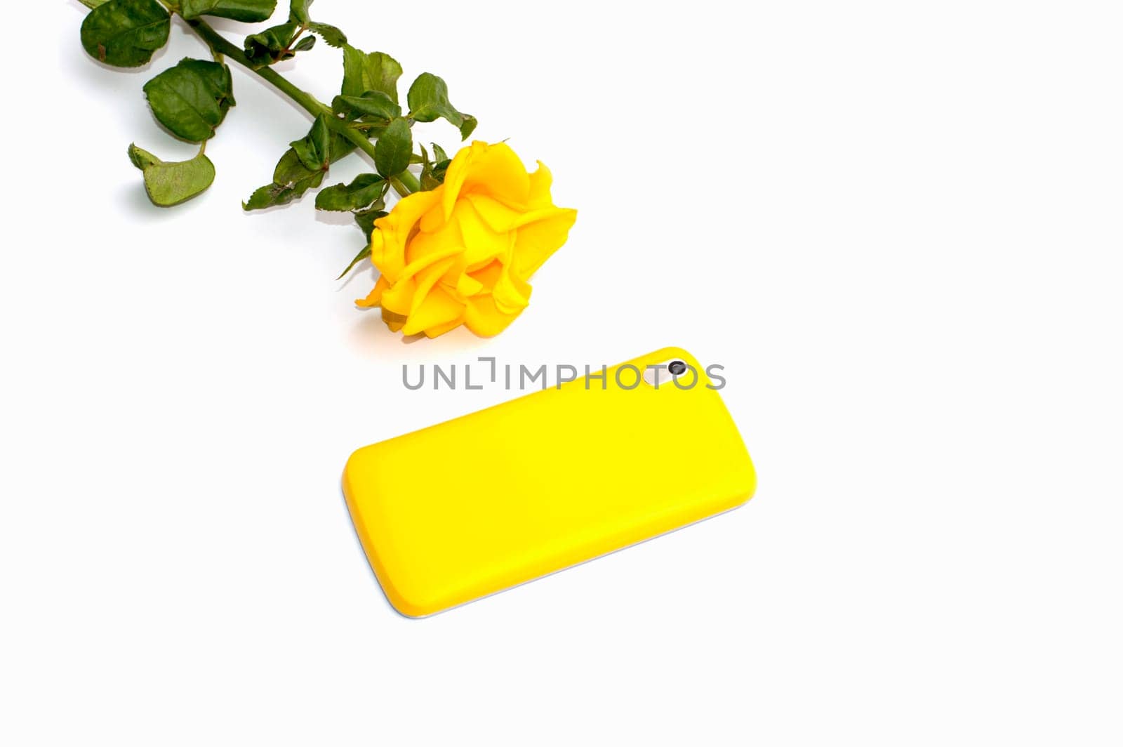 one yellow rose and yellow phone, subject beautiful flowers