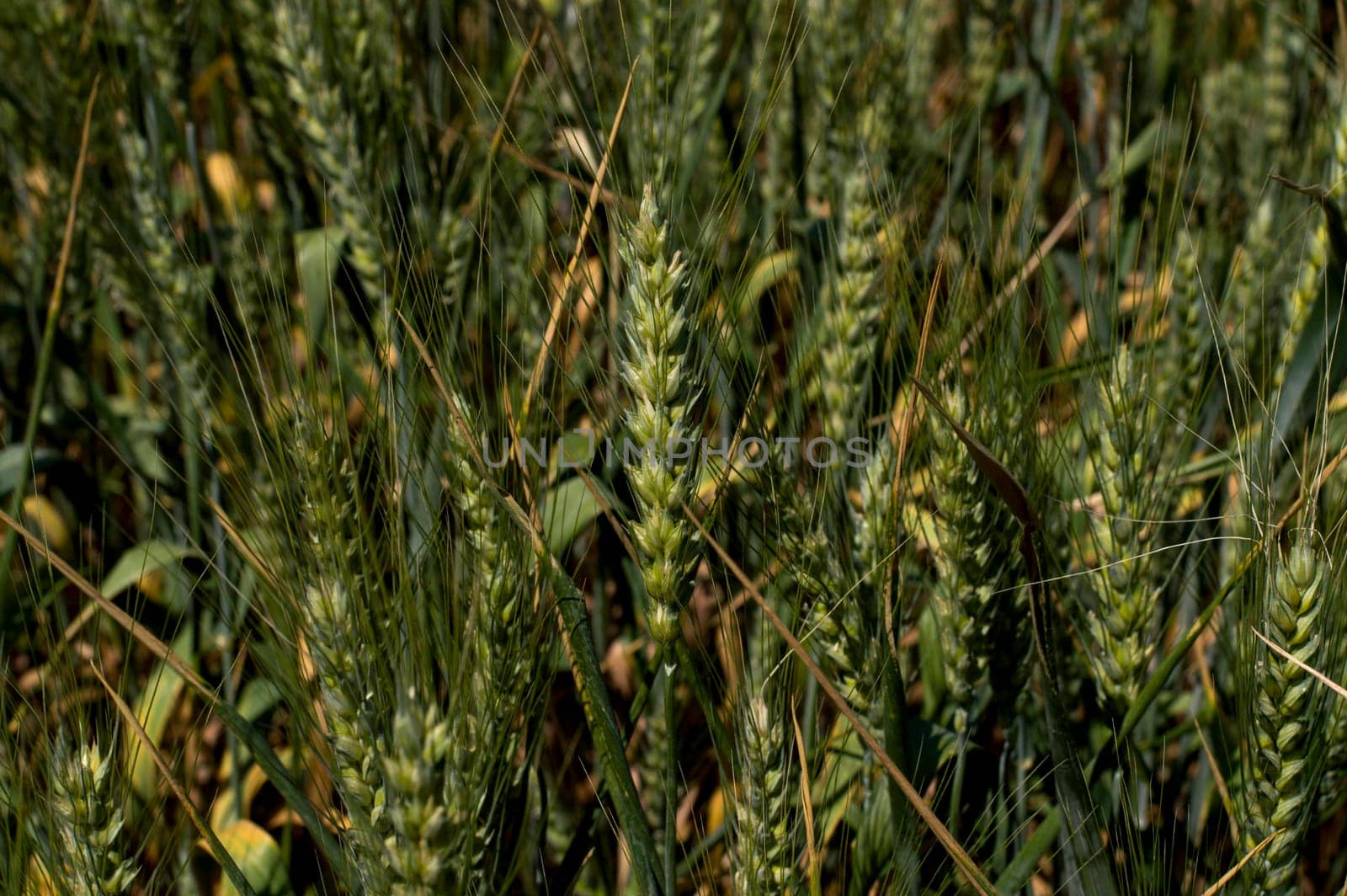 green ears of wheat, macro, subject of an agrikultur