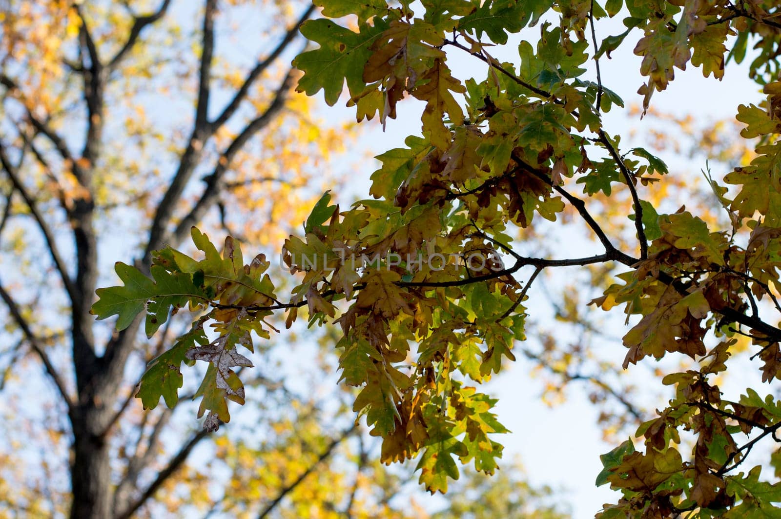 oak branch in the fall, gold leaves, subject seasons and nature