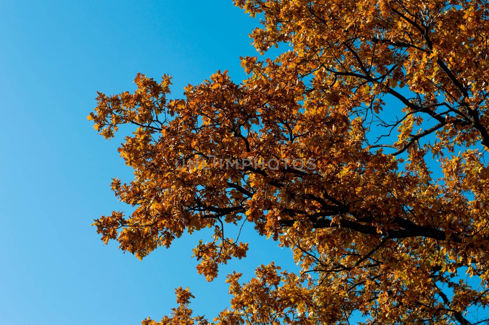 fragment of an oak tree with golden foliage, fall, a subject seasons and the nature