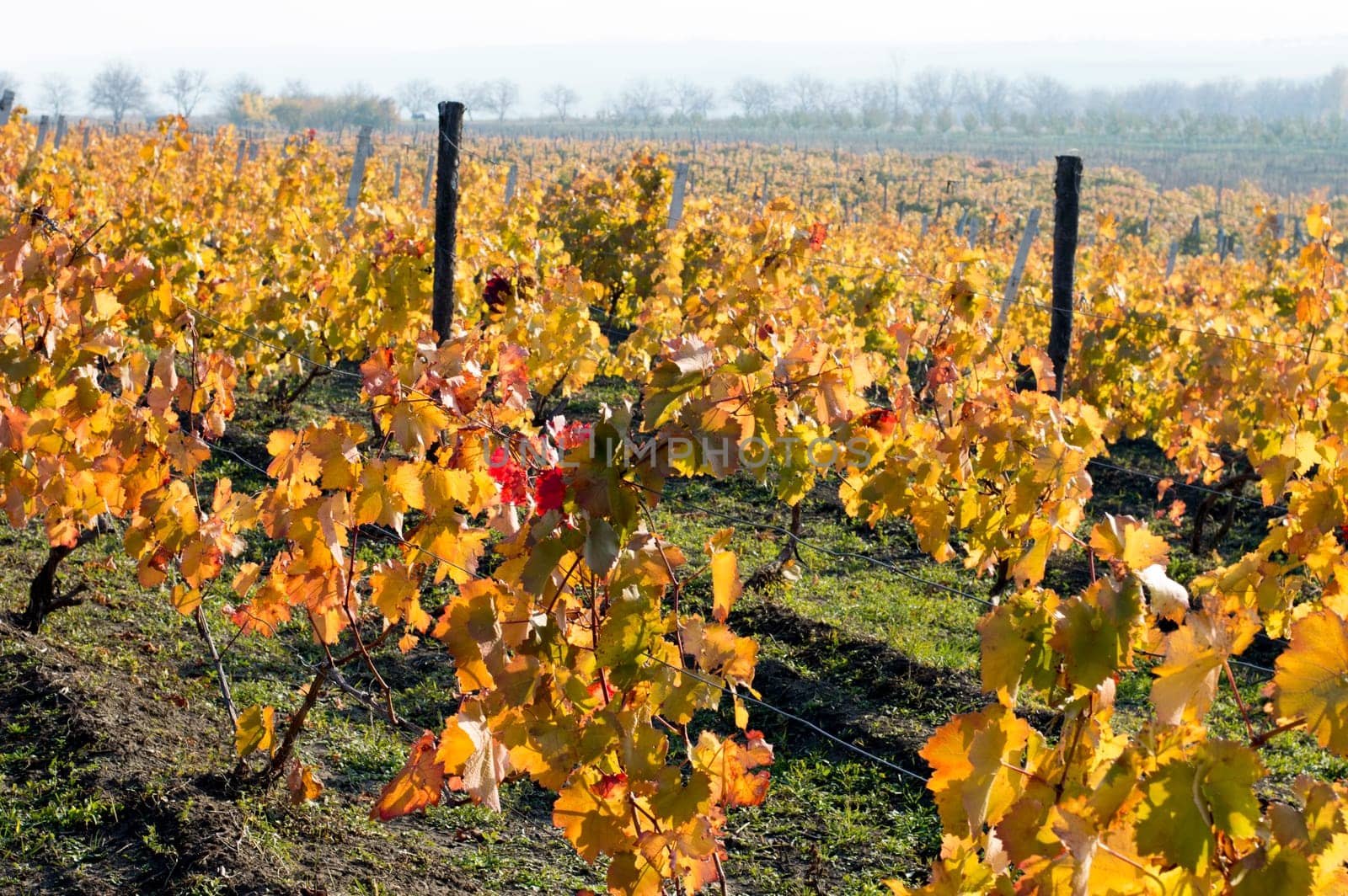 fall, bright yellow vineyards on slopes, a subject seasons and the nature