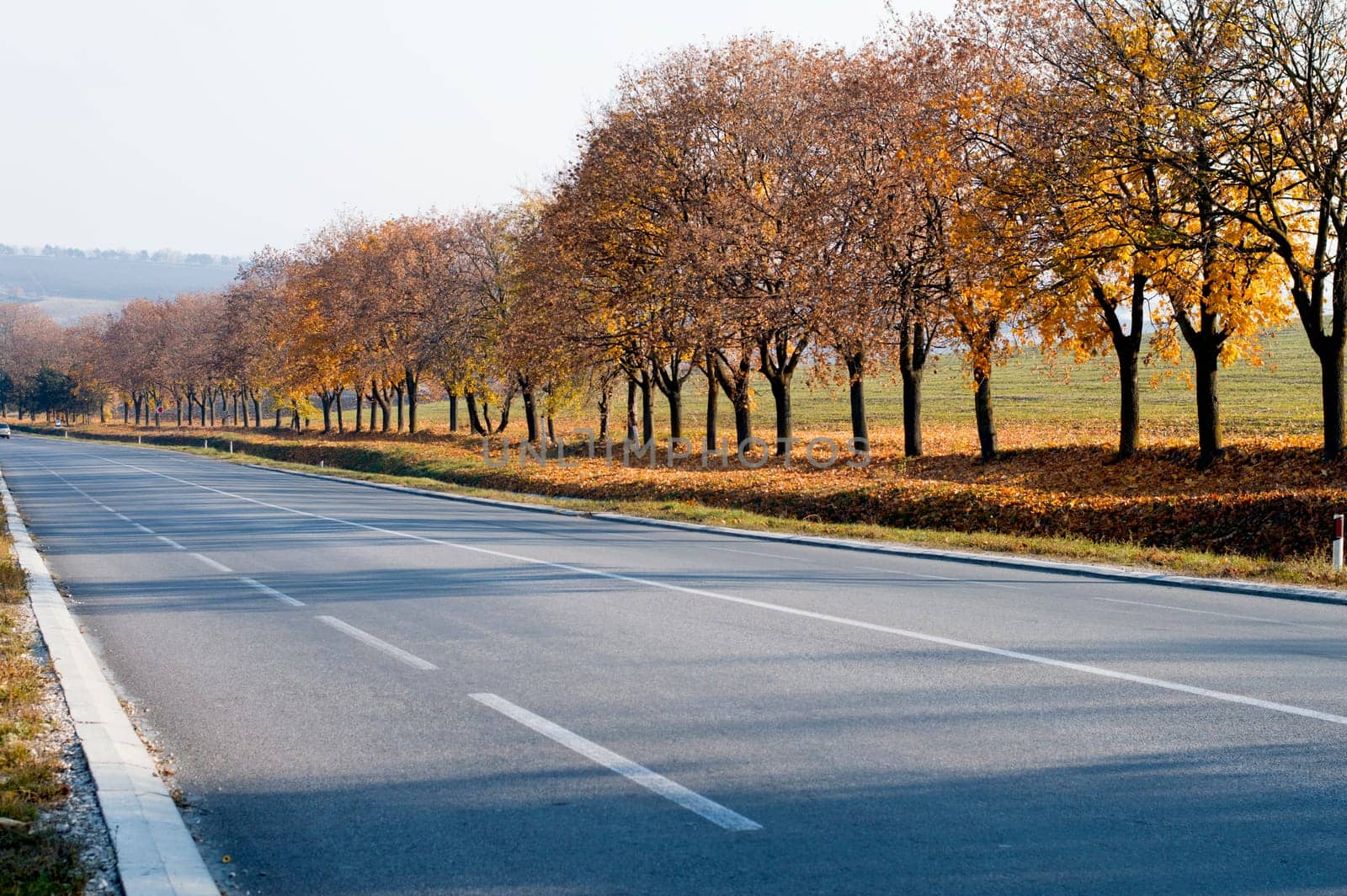 fall, bright yellow trees along the route, a subject seasons and the nature