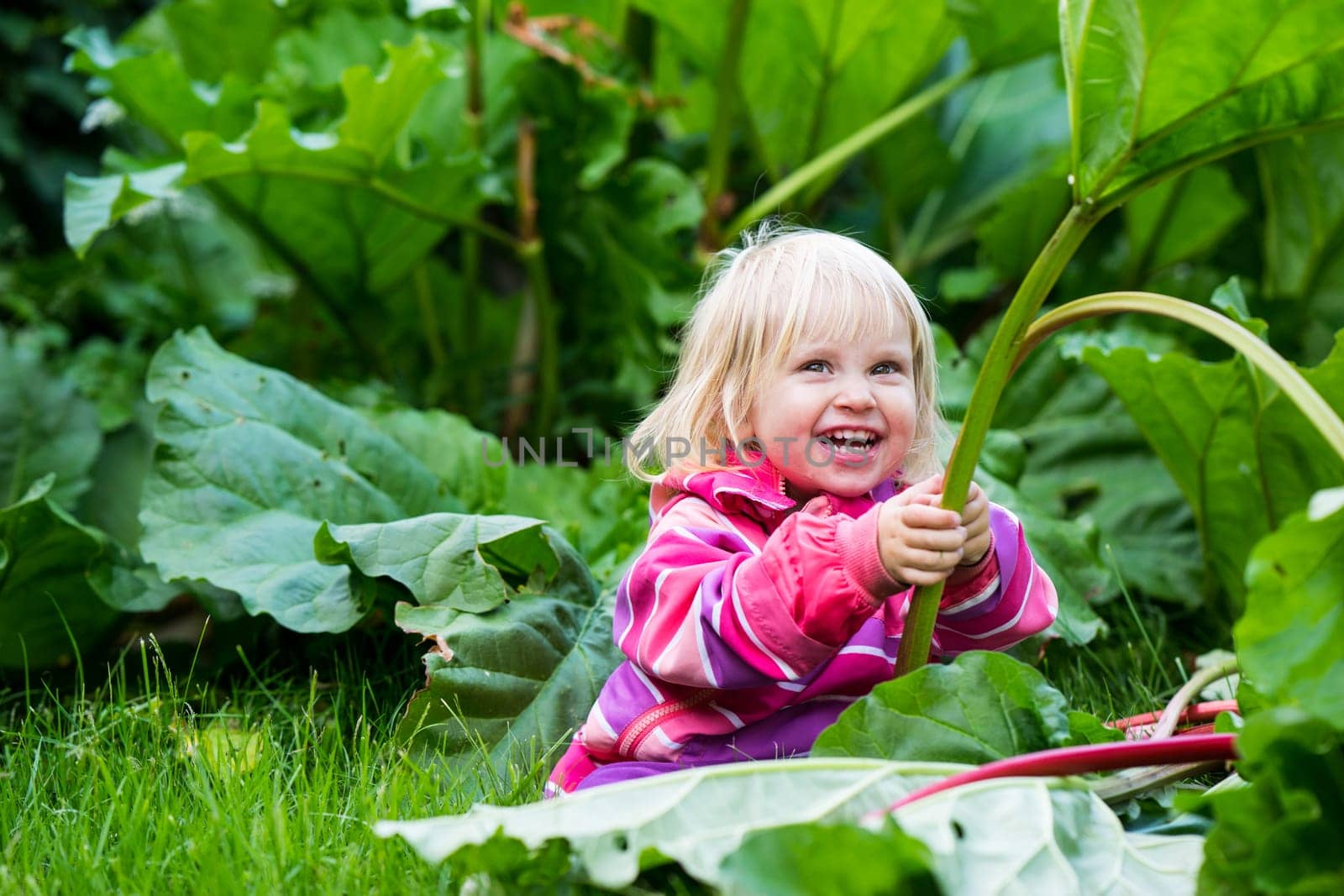 Little girl sitting in the Grass playing with rhubarb during this year's harvest